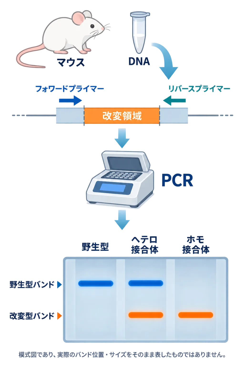 遺伝子改変マウスのPCRジェノタイピングの流れ。DNAの改変領域をプライマーで増幅し、電気泳動の野生型・ヘテロ接合体・ホモ接合体のバンドで判定する模式図