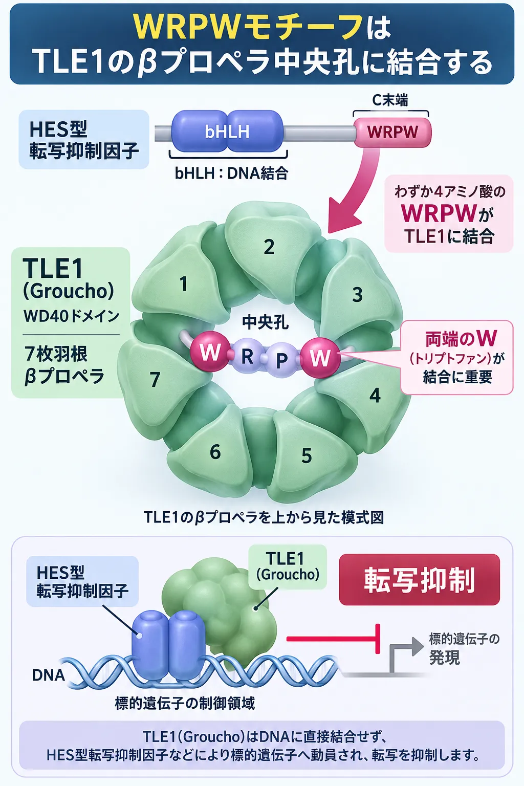 WRPWモチーフがHES型転写抑制因子のC末端からTLE1の7枚羽根WD40 βプロペラ中央孔に結合し、TLE1を標的遺伝子へ動員して転写を抑制する仕組みを示す模式図