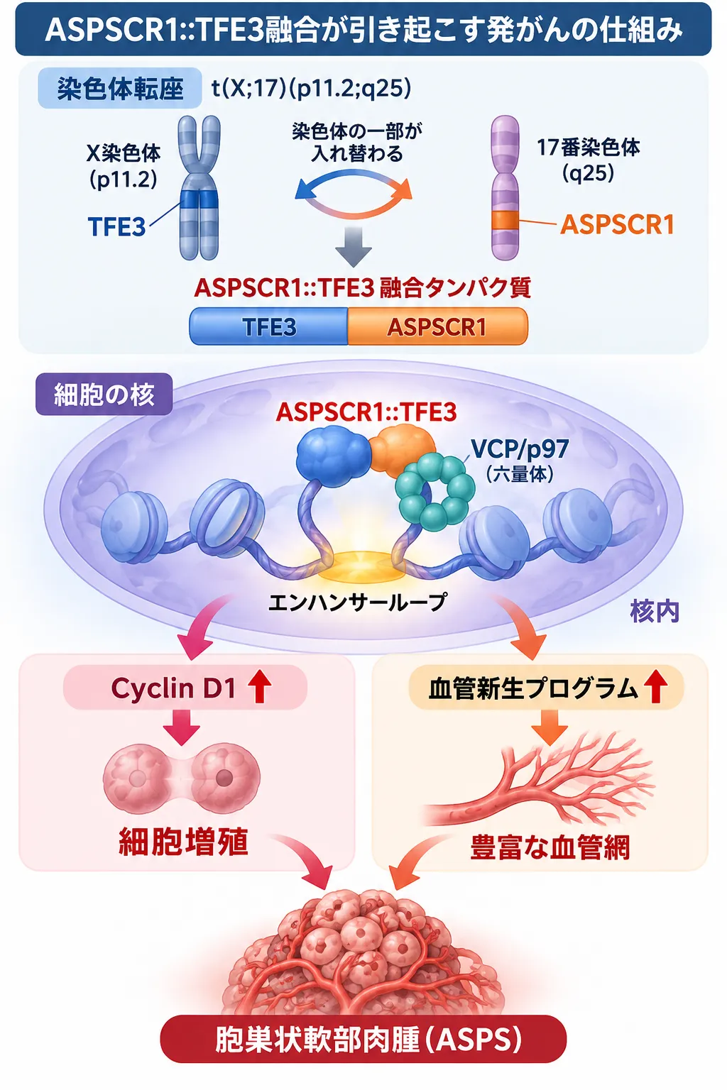 X染色体のTFE3と17番染色体のASPSCR1がt(X;17)(p11.2;q25)転座で融合し、ASPSCR1::TFE3融合タンパク質がVCP/p97とエンハンサーループを形成してCyclin D1による細胞増殖と血管新生を促進し、胞巣状軟部肉腫(ASPS)の発症につながる仕組みを示す模式図