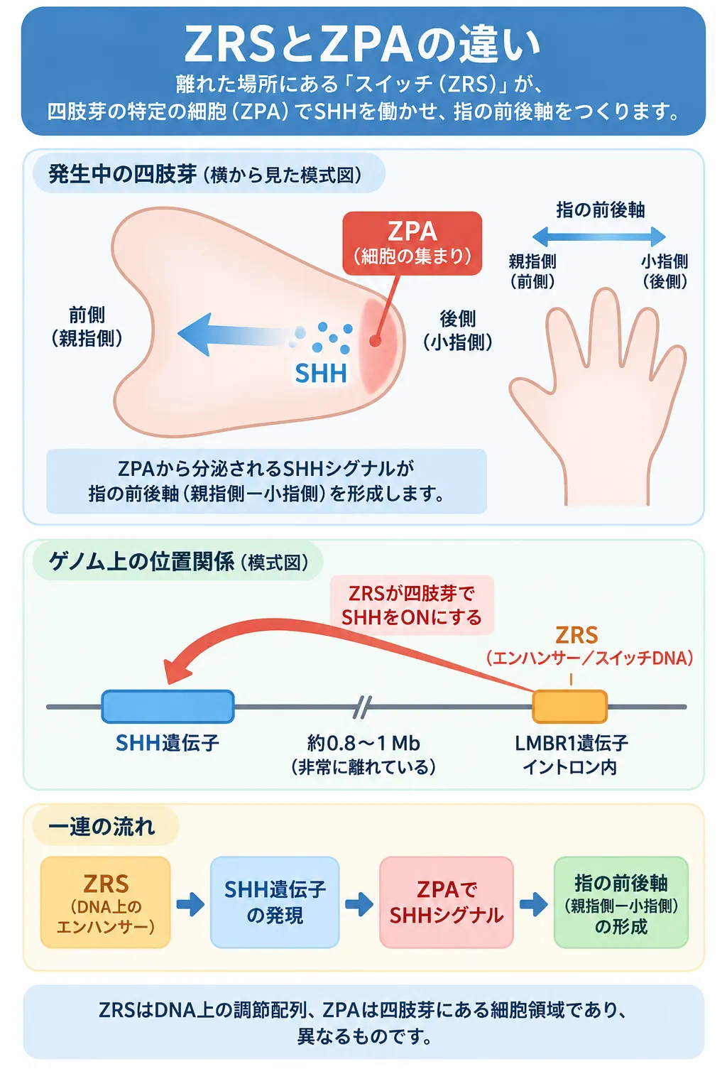 ZRSとZPAの違いを示す模式図。四肢芽後方のZPAでSHHが発現して指の前後軸形成に関与すること、ZRSがSHH遺伝子から約0.8〜1Mb離れたLMBR1遺伝子のイントロン内に位置し、四肢芽でSHH発現を制御する遠隔エンハンサーであることを示す。