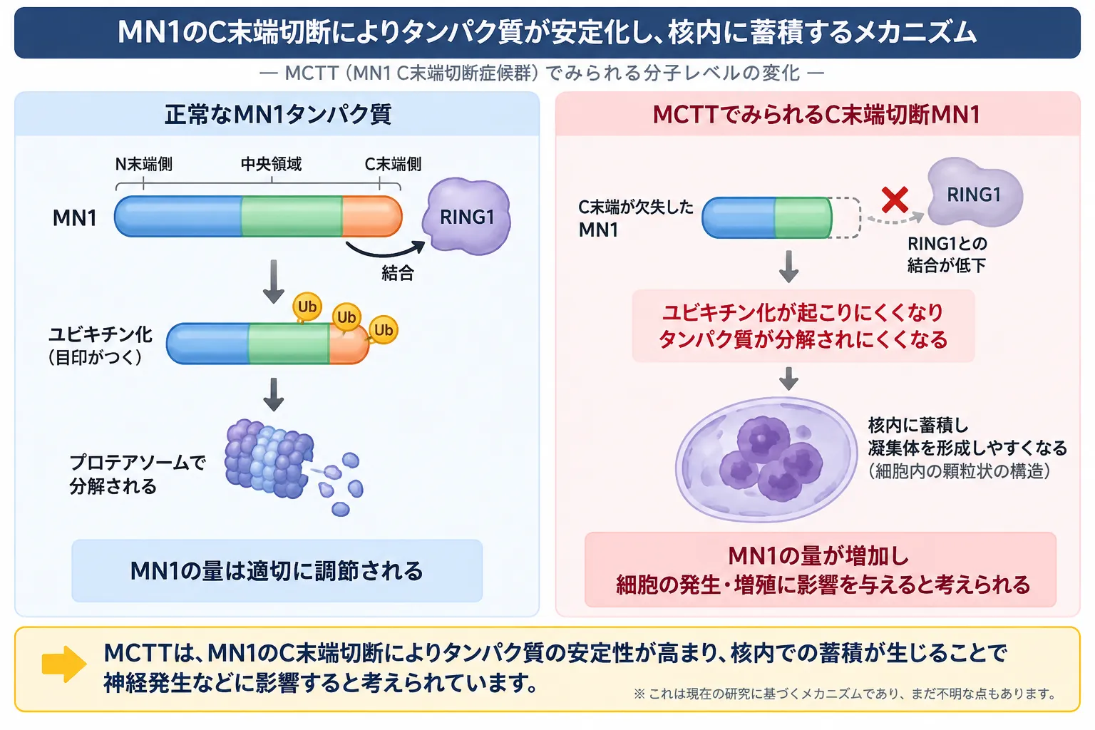 正常なMN1ではC末端を介したRING1との相互作用がタンパク質の分解・量の調節に関与する一方、MCTTではC末端切断によりRING1との結合が低下し、MN1タンパク質の安定性と核内凝集が増加する発症機序を比較した模式図