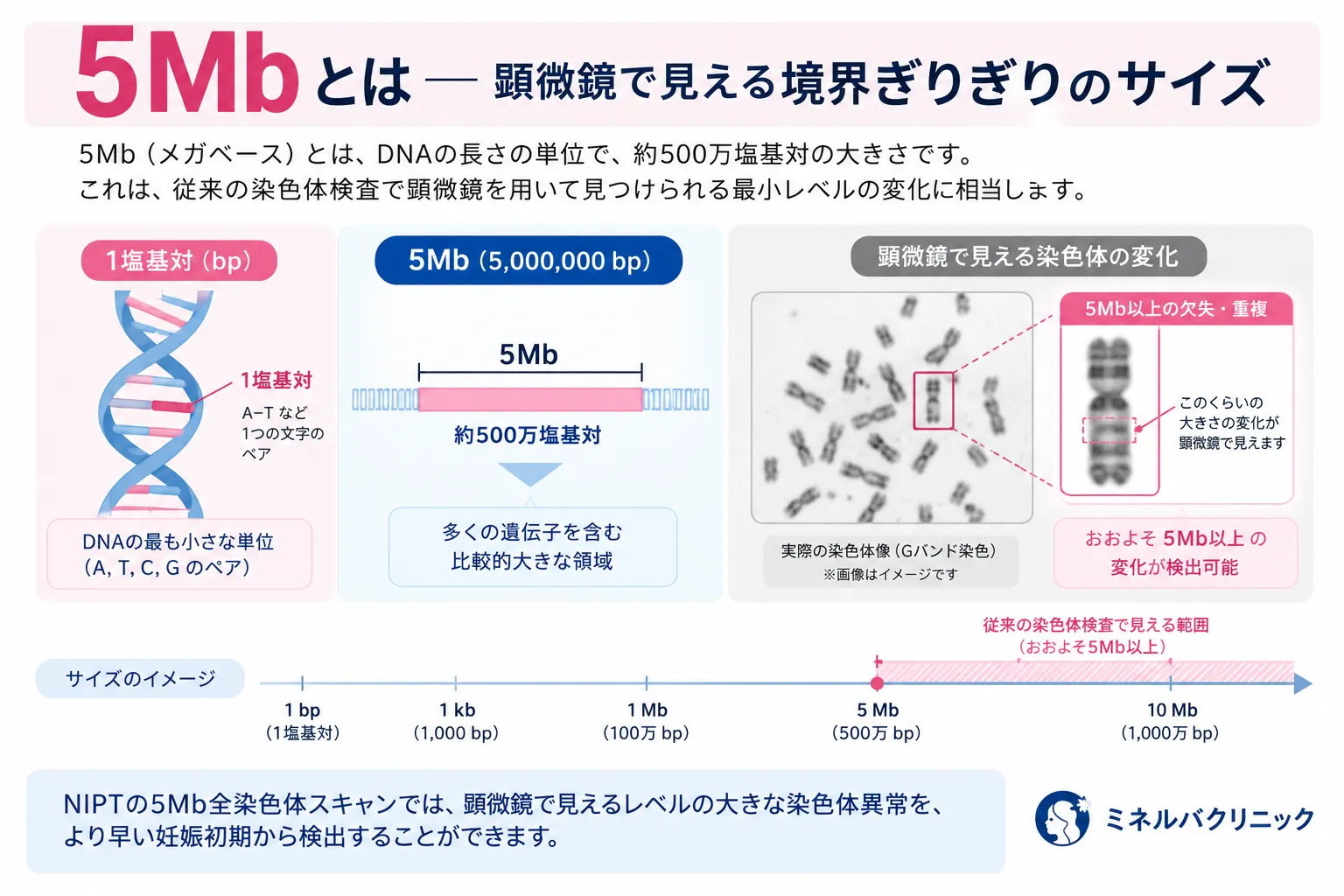 5Mb（500万塩基対）の大きさを説明する図解。1塩基対（DNAの最小単位）、5Mb（多くの遺伝子を含む大きな領域）、顕微鏡で見える染色体の5Mb以上の欠失・重複を並べて比較し、従来の染色体検査で見える範囲がおおよそ5Mb以上であることを示す。ミネルバクリニック。
