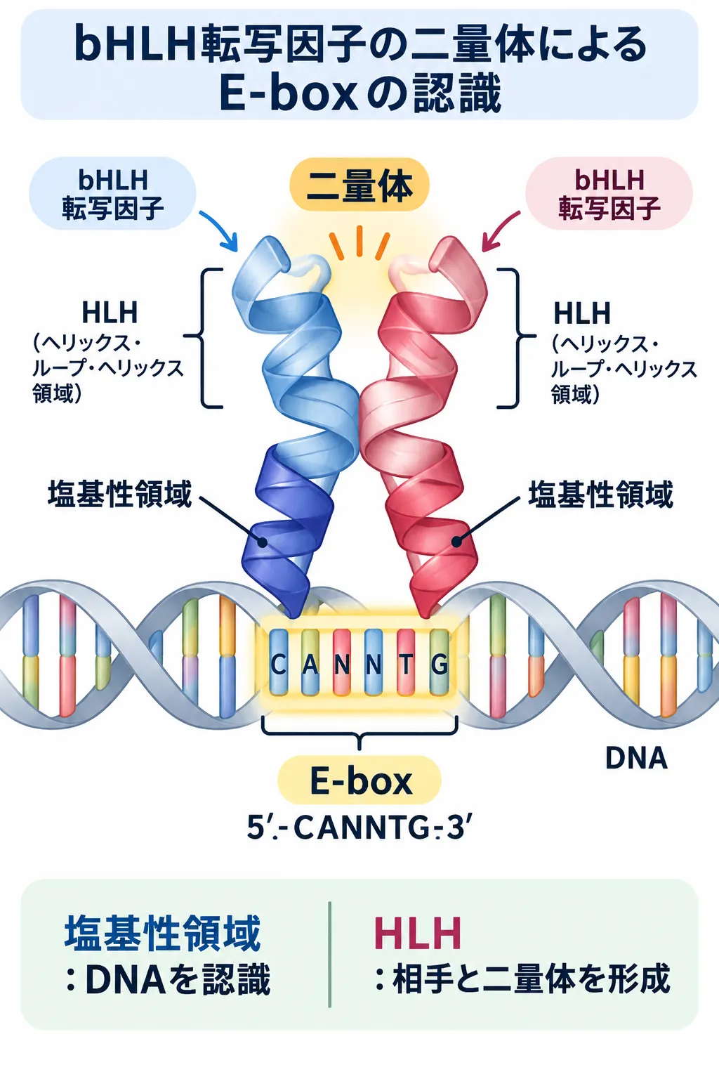 bHLH転写因子が二量体を形成し、塩基性領域でDNA上のE-box配列5′-CANNTG-3′を認識する仕組みを示した模式図