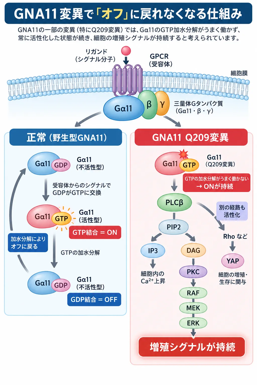 GNA11のQ209変異によりGα11のGTP加水分解が障害され、活性型が持続してPLCβ・IP3/DAG・PKC・RAF/MEK/ERKやRho・YAP経路を介した増殖シグナルが持続する仕組みを正常型と比較した模式図
