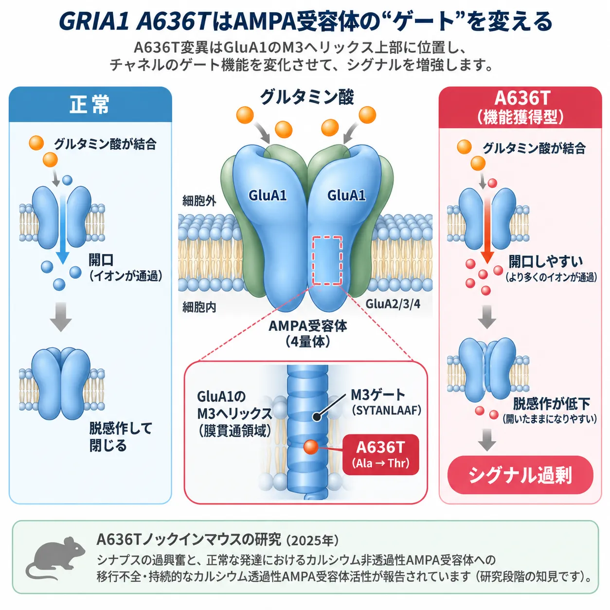 GRIA1 A636T変異によりAMPA受容体GluA1のM3ゲート機能と脱感作が変化し、グルタミン酸刺激に対するチャネル開口が増えてシグナル過剰となる機能獲得型の発症機序を正常と比較した模式図