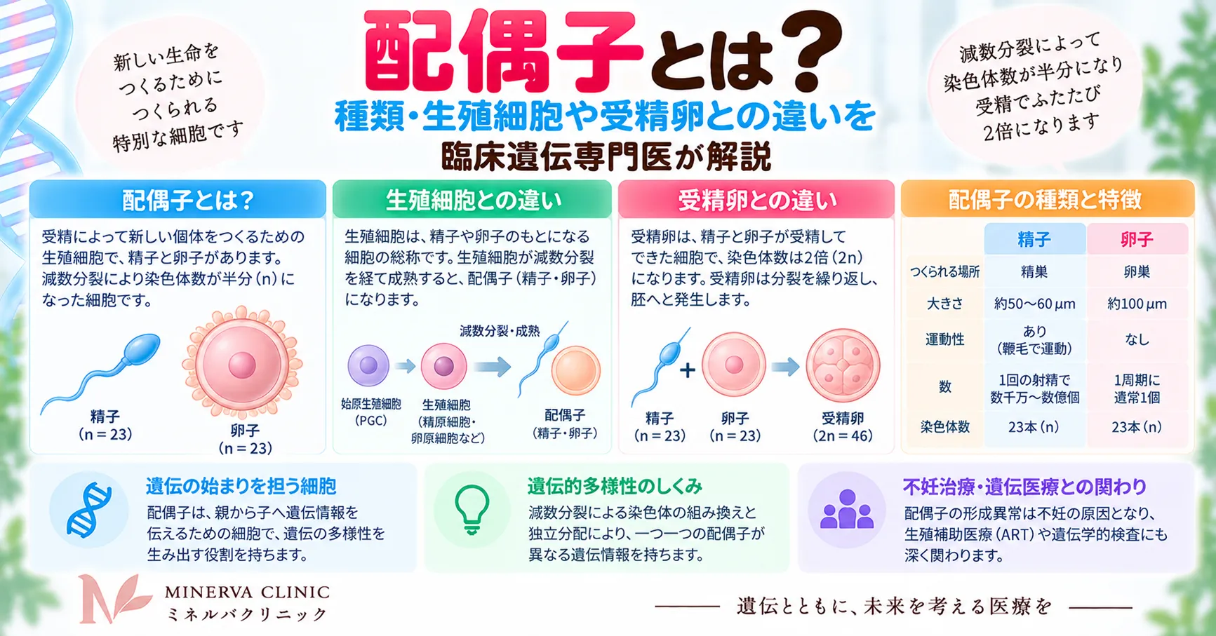 配偶子の定義、精子と卵子、半数体n＝23本、受精によって二倍体2n＝46本に戻る関係をまとめたインフォグラフィック