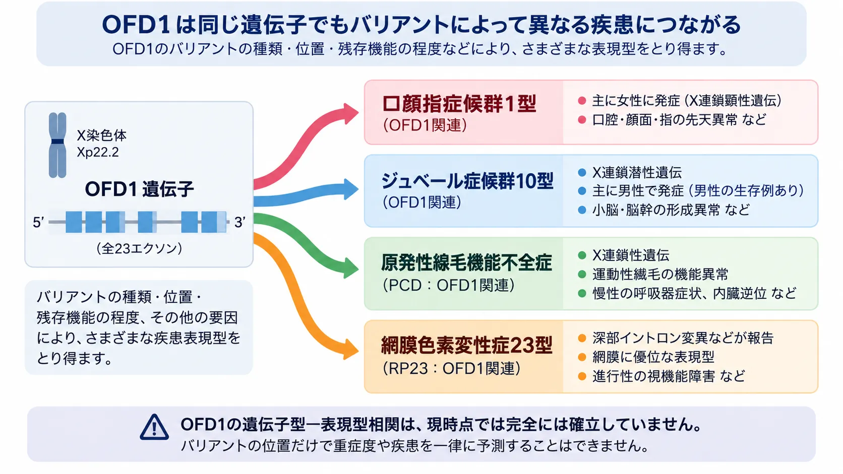 OFD1遺伝子のバリアントと関連疾患を示す模式図。OFD1のバリアントの種類・位置・残存機能などによって、口顔指症候群1型、ジュベール症候群10型、原発性線毛機能不全症、網膜色素変性症23型など異なる表現型をとり得ることを示す。