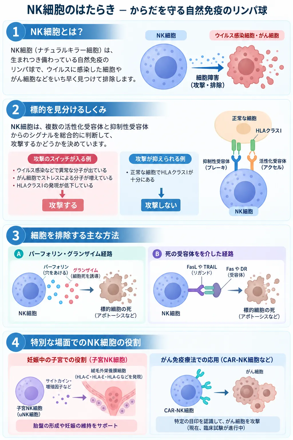 NK細胞の働きを示す模式図。NK細胞が活性化受容体と抑制性受容体のシグナルを統合して標的細胞を識別し、パーフォリン・グランザイム経路やFasL・TRAILを介して細胞死を誘導する仕組み、子宮NK細胞の妊娠での役割、CAR-NK細胞によるがん免疫療法への応用を示す。