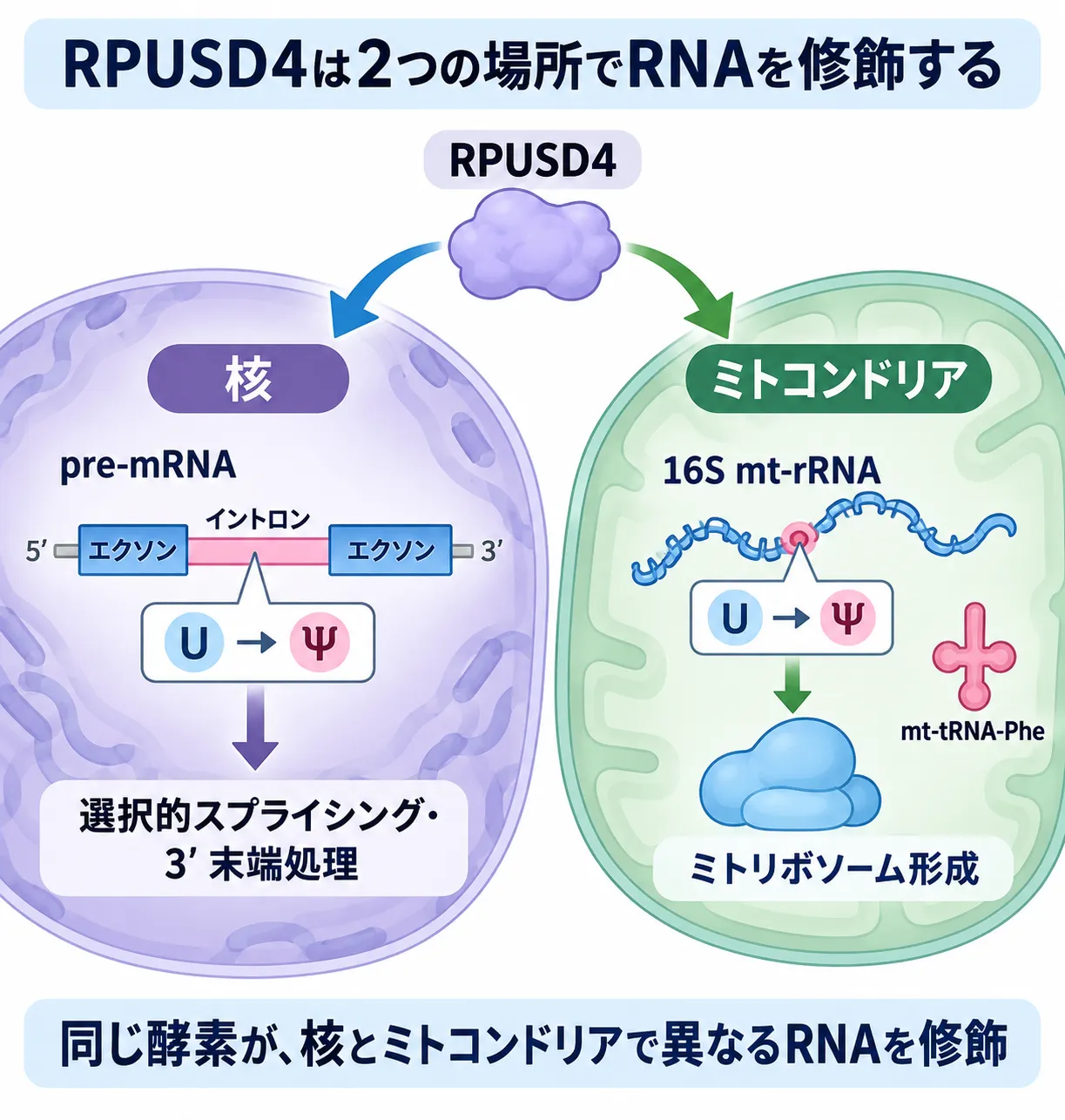 RPUSD4が核とミトコンドリアの2か所でRNAをプソイドウリジン化し、核ではpre-mRNAの選択的スプライシング・3′末端処理、ミトコンドリアでは16S mt-rRNAの修飾を介してミトリボソーム形成に関わることを示す模式図