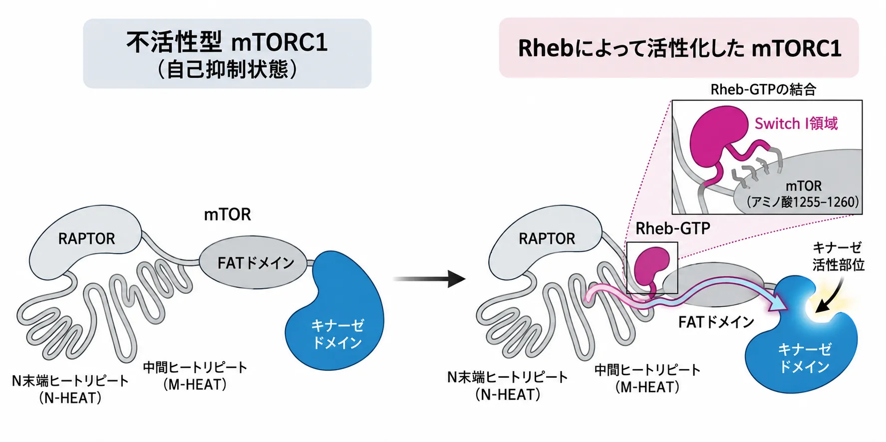 不活性型mTORC1とRhebによって活性化したmTORC1を左右で比較した模式図。左の不活性型(自己抑制状態)では、RAPTOR・N末端ヒートリピート(N-HEAT)・中間ヒートリピート(M-HEAT)・FATドメイン・キナーゼドメインからなるmTORが折りたたまれ、キナーゼ活性部位が働けない状態にある。右の活性化型では、Rheb-GTPがmTORのキナーゼ活性中心から離れた場所(M-HEAT/FATドメイン付近)に結合し、拡大図ではRhebのSwitch I領域がmTORのアミノ酸1255〜1260付近と直接接触している。この遠隔結合が引き金となって構造変化がmTOR全体に波及し、キナーゼ活性部位が基質を処理できる配置に組み変わって活性化する。