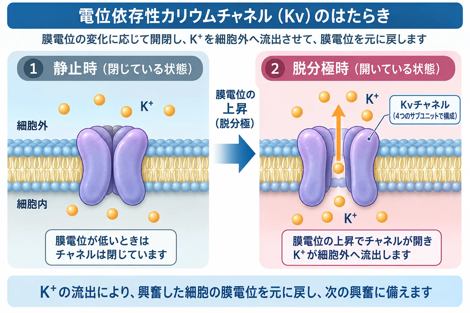 電位依存性カリウムチャネル(Kv)が膜電位の上昇によって開き、細胞内のK⁺を細胞外へ流出させて膜電位を再分極させる仕組みを示す模式図