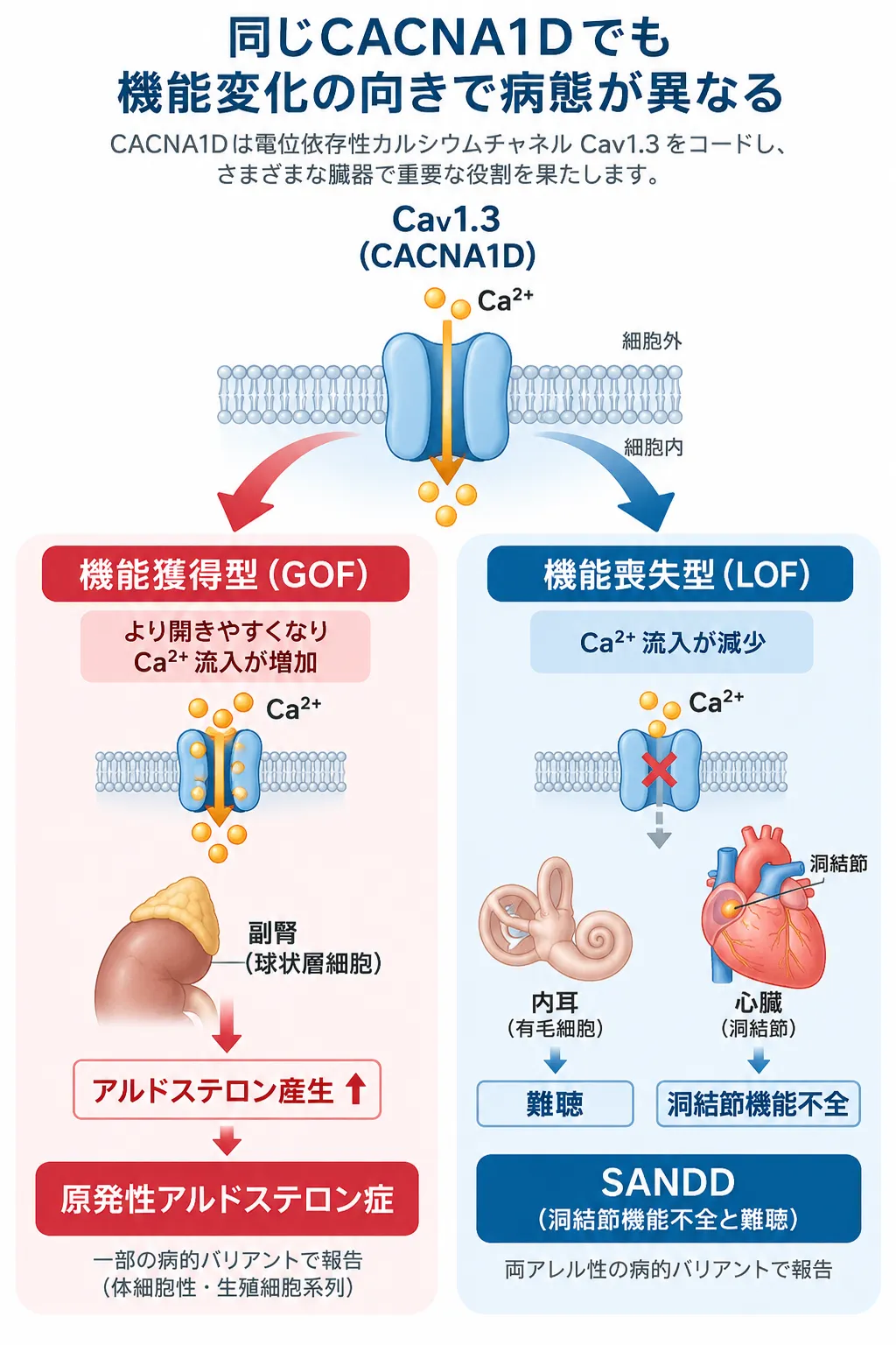 CACNA1DがコードするCaV1.3カルシウムチャネルで、機能獲得型ではCa²⁺流入増加からアルドステロン産生亢進・原発性アルドステロン症につながり、機能喪失型ではCa²⁺流入低下から難聴・洞結節機能不全を伴うSANDDにつながる違いを比較した模式図