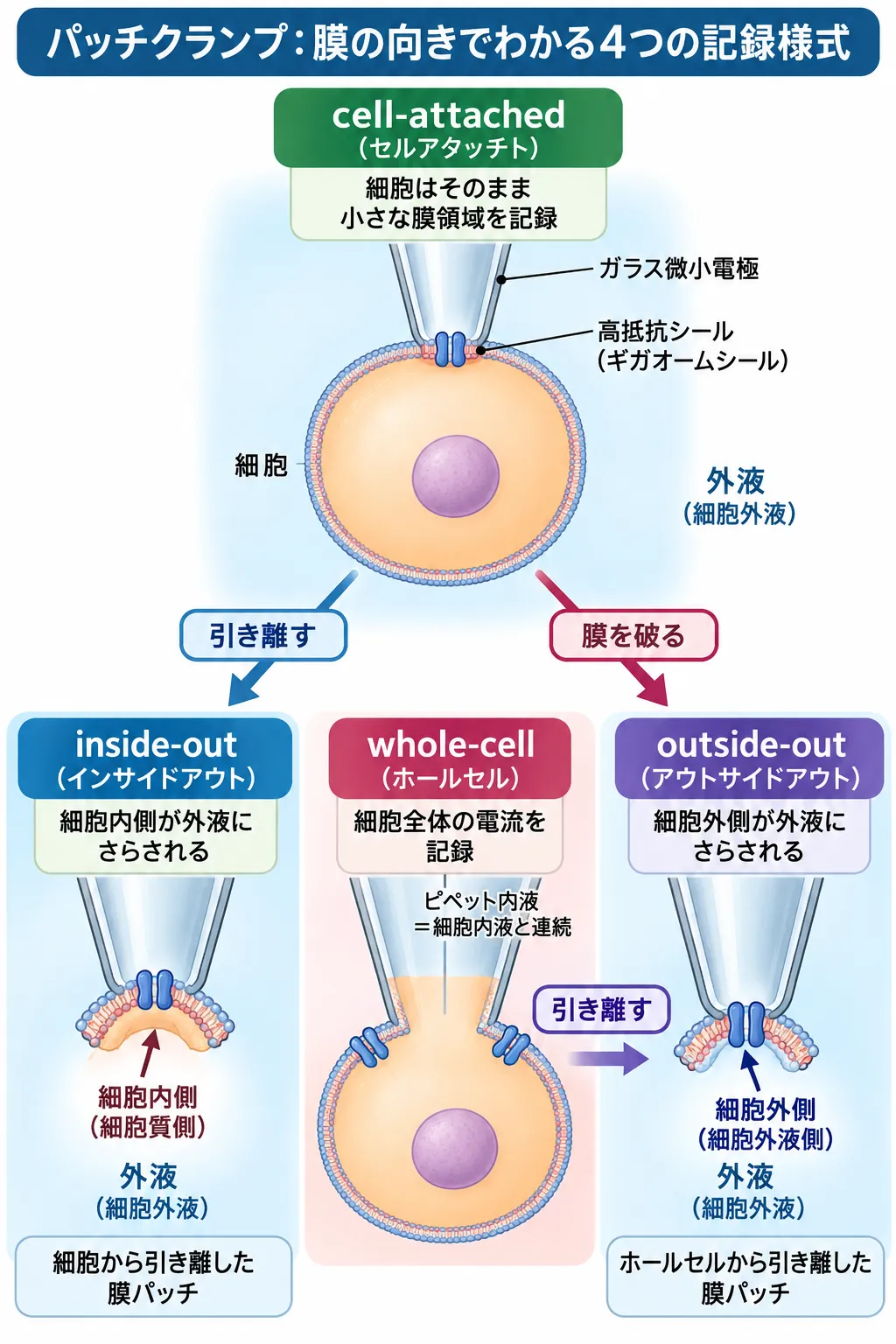 パッチクランプの4つの記録様式を示す模式図。cell-attachedでガラス微小電極と細胞膜の間に高抵抗シールを形成し、膜パッチを引き離すinside-out、膜を破って細胞全体の電流を記録するwhole-cell、whole-cellから膜パッチを引き離すoutside-outへの移行と、それぞれで細胞膜の内側・外側が外液に向く位置関係を示す