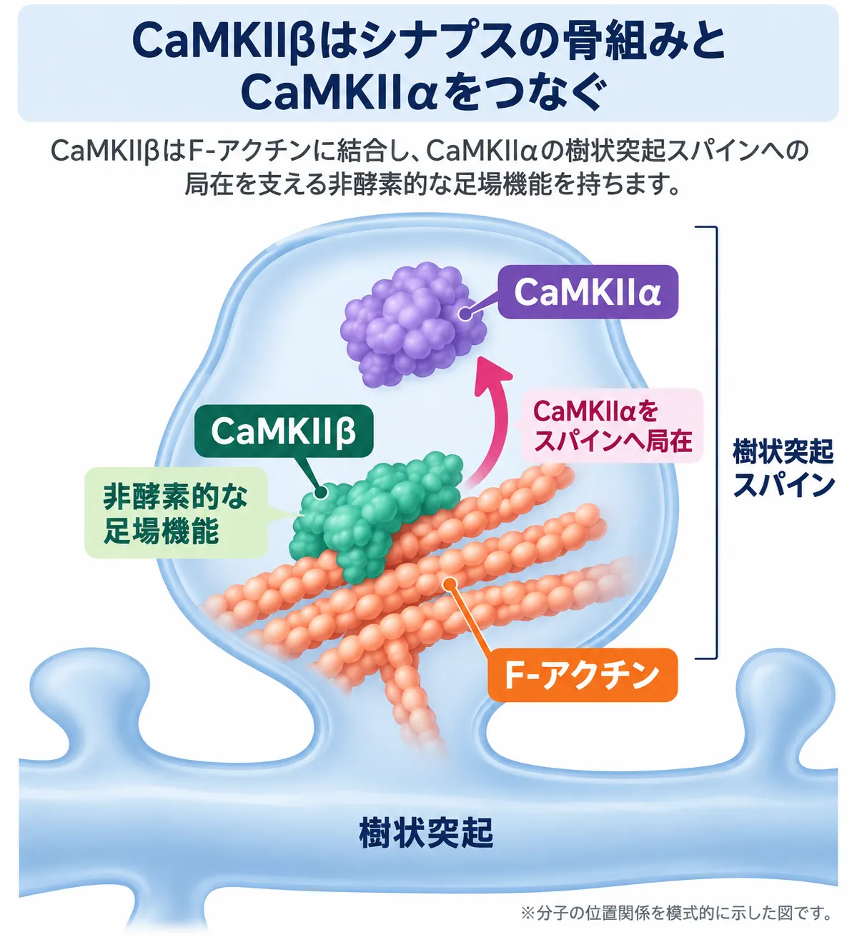 CaMKIIβが樹状突起スパイン内のF-アクチンに結合し、CaMKIIαのスパインへの局在を支える非酵素的な足場機能を示す模式図