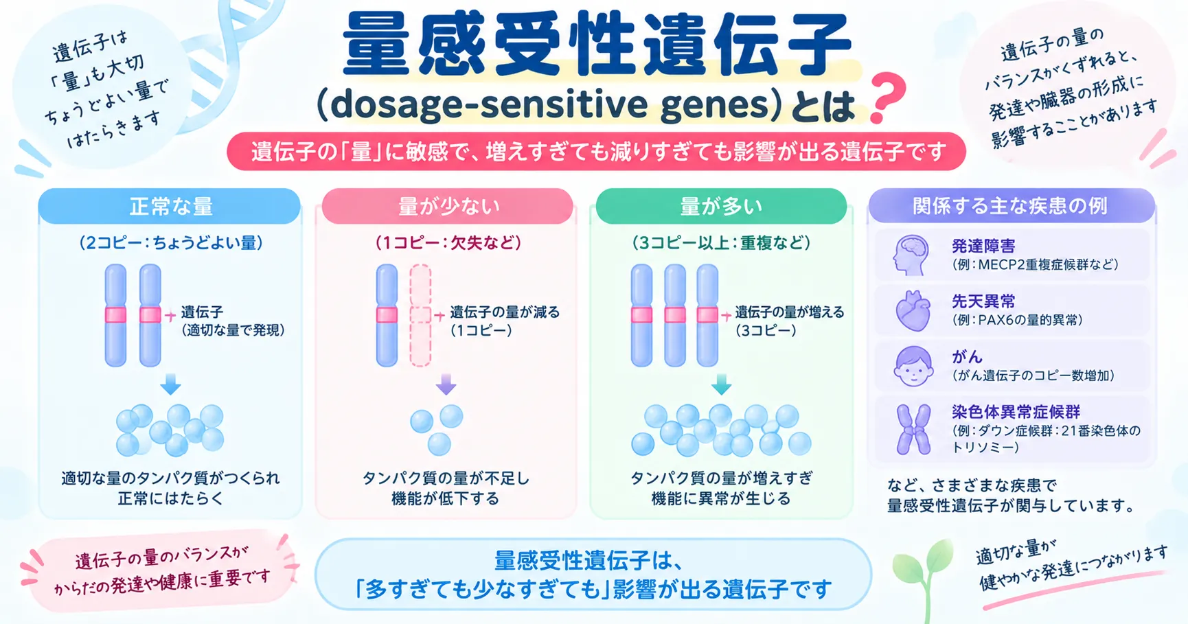 量感受性遺伝子と遺伝子量バランス 量感受性遺伝子で遺伝子量の不足と過剰が細胞機能に影響する仕組みを示すインフォグラフィック