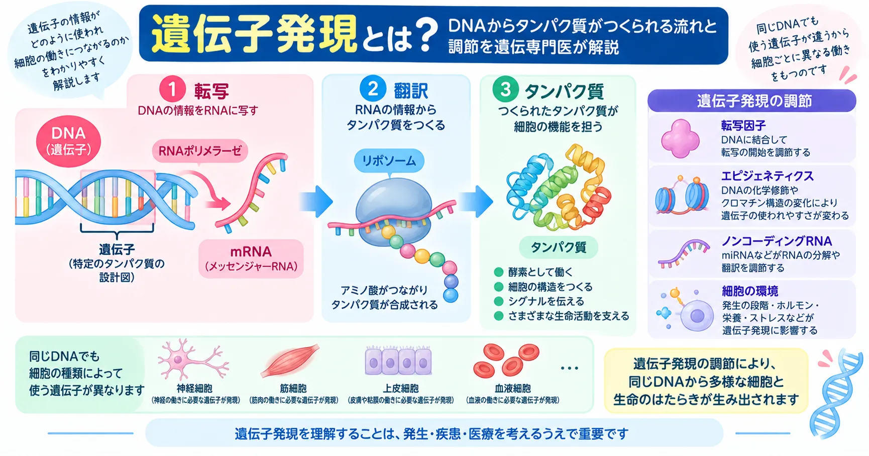 遺伝子発現の仕組み|転写・翻訳・発現調節 DNAからRNAへの転写、RNAからタンパク質への翻訳と遺伝子発現調節の全体像を示すインフォグラフィック