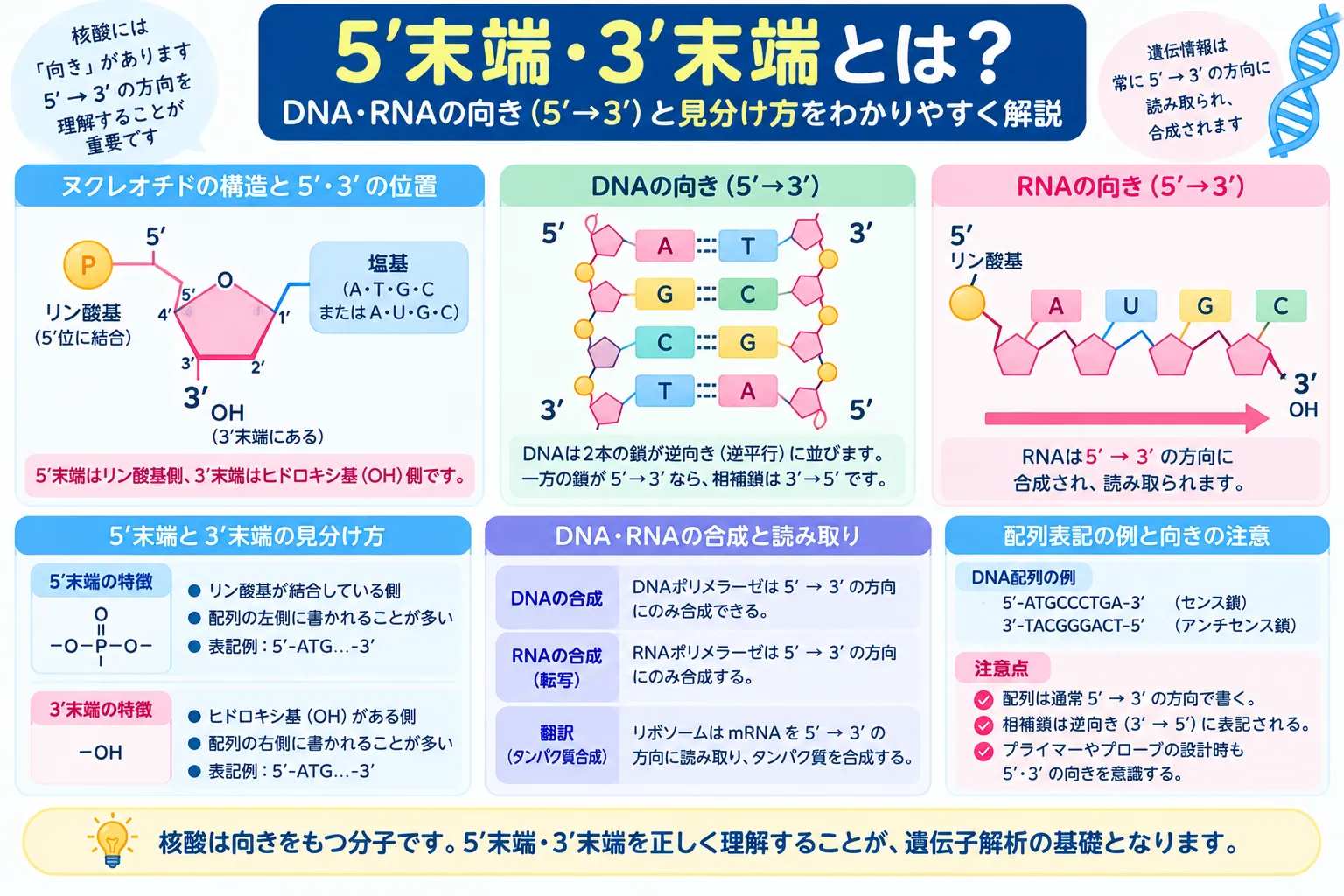 DNA・RNAの5'末端と3'末端、5'→3'方向、5'リン酸と3'水酸基の関係を示すインフォグラフィック