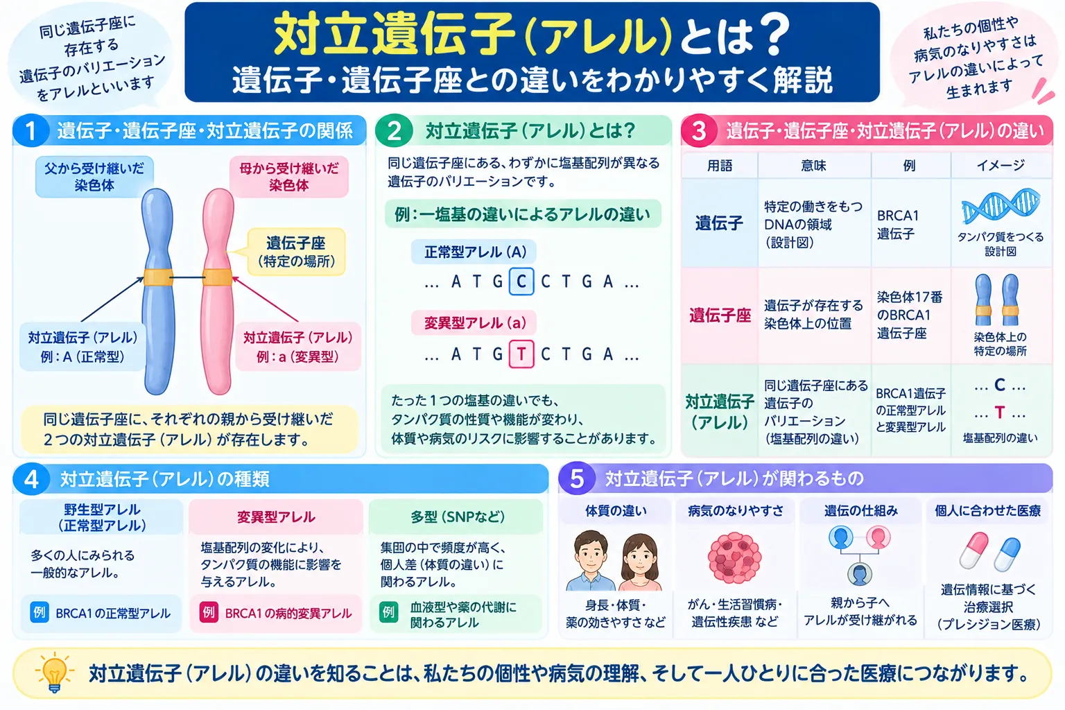 対立遺伝子（アレル）と遺伝子座、父由来・母由来の遺伝子の関係を示すインフォグラフィック