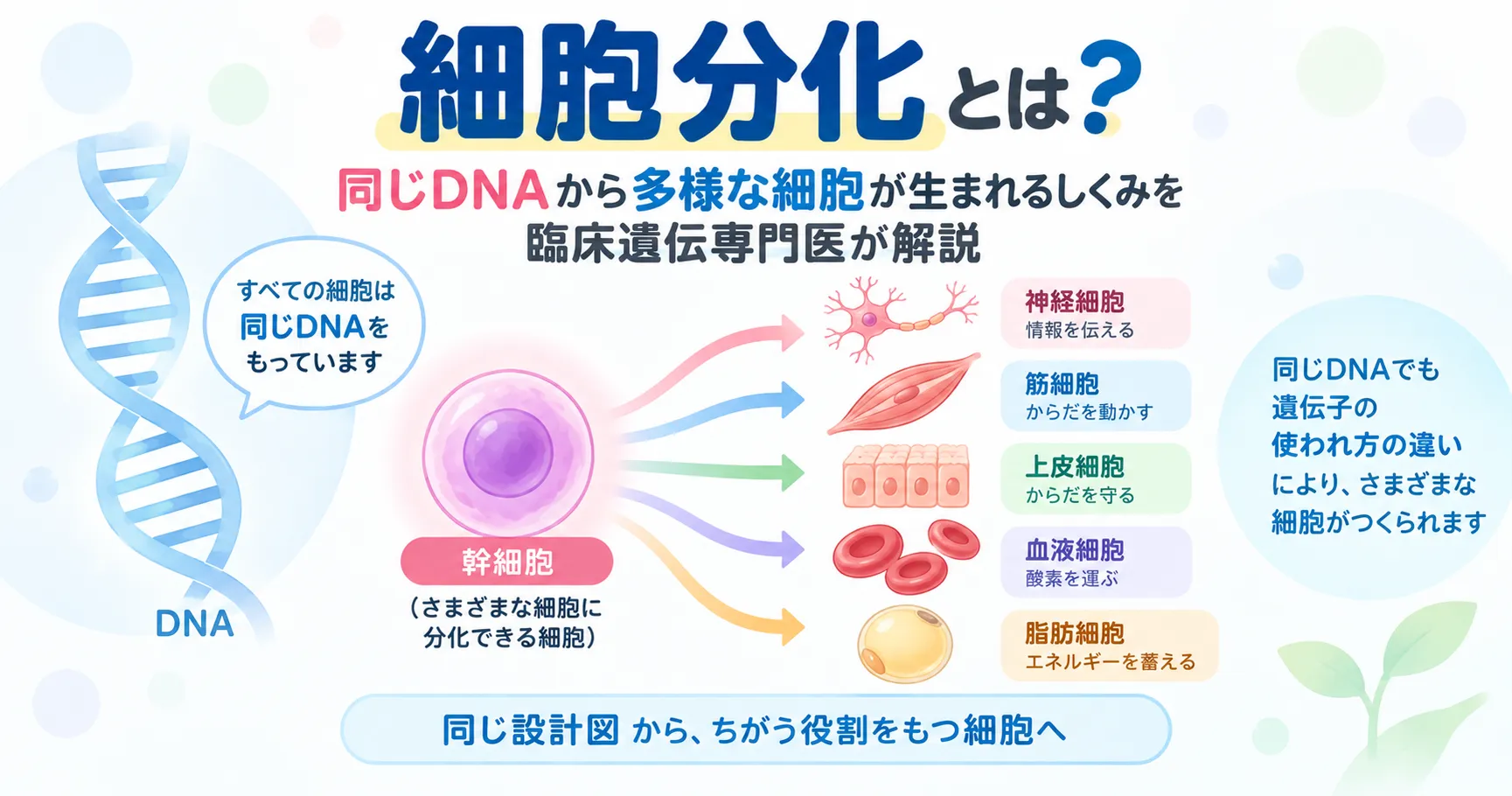 細胞分化とは|同じDNAから多様な細胞が生まれるしくみ 同じDNAを持つ細胞が遺伝子発現の違いによって筋肉・神経・皮膚などへ分化する仕組みを示したインフォグラフィック