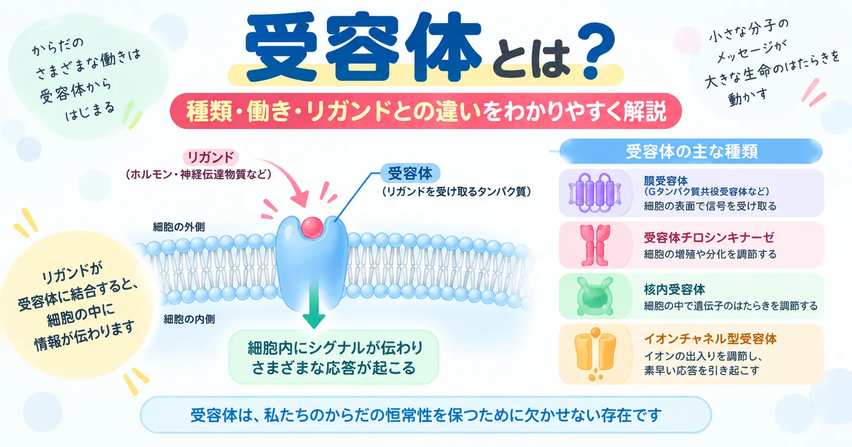 受容体がリガンドを受け取り細胞内へ情報を伝えるしくみを示すインフォグラフィック