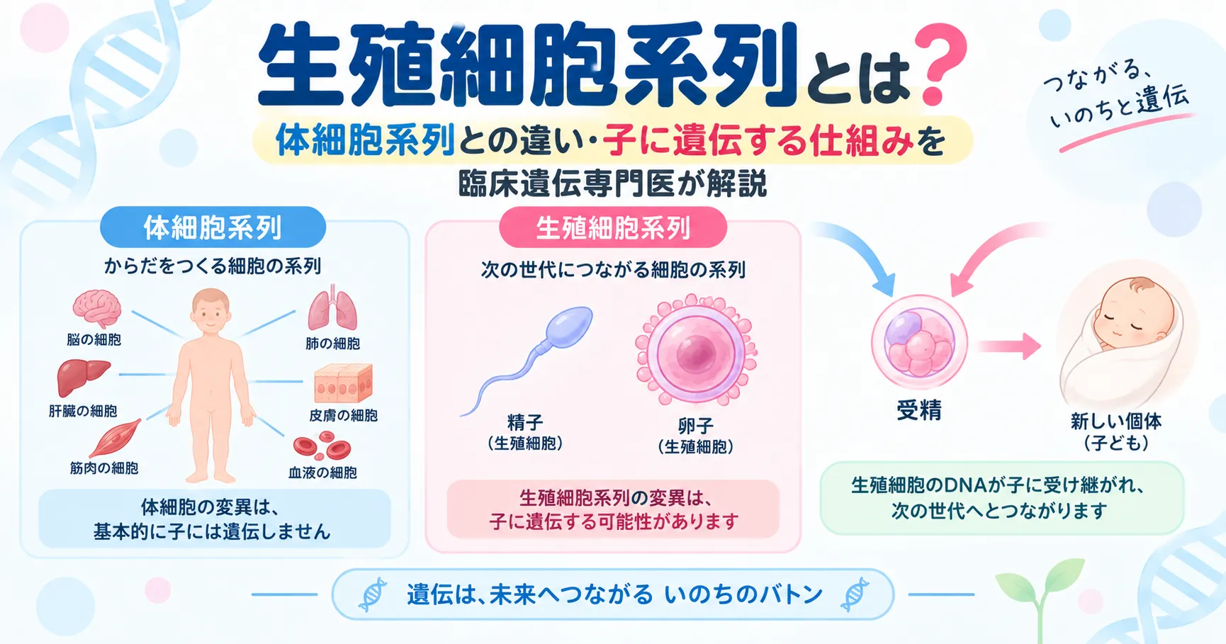 生殖細胞系列とは|体細胞系列との違いと遺伝のしくみ 生殖細胞系列と体細胞系列の違い、精子・卵子を介して遺伝情報が次世代へ受け継がれる仕組みを示すインフォグラフィック