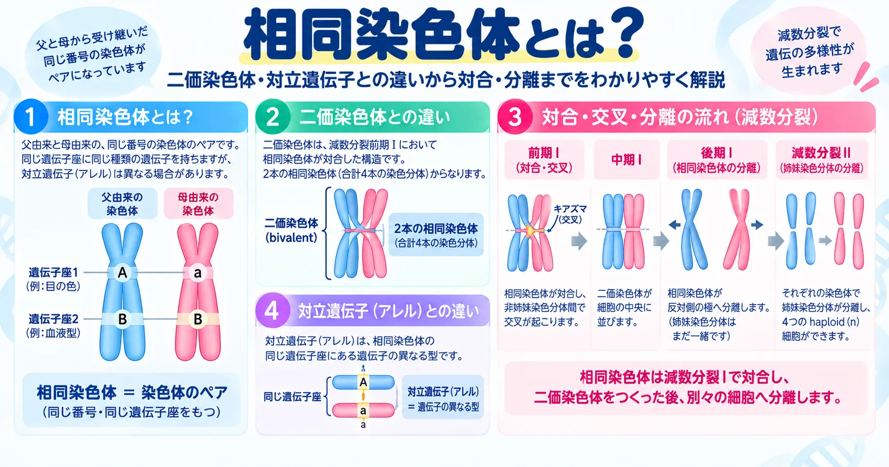 相同染色体の基本概念と二価染色体・対立遺伝子・姉妹染色分体との違い、減数分裂での対合と分離を示すインフォグラフィック