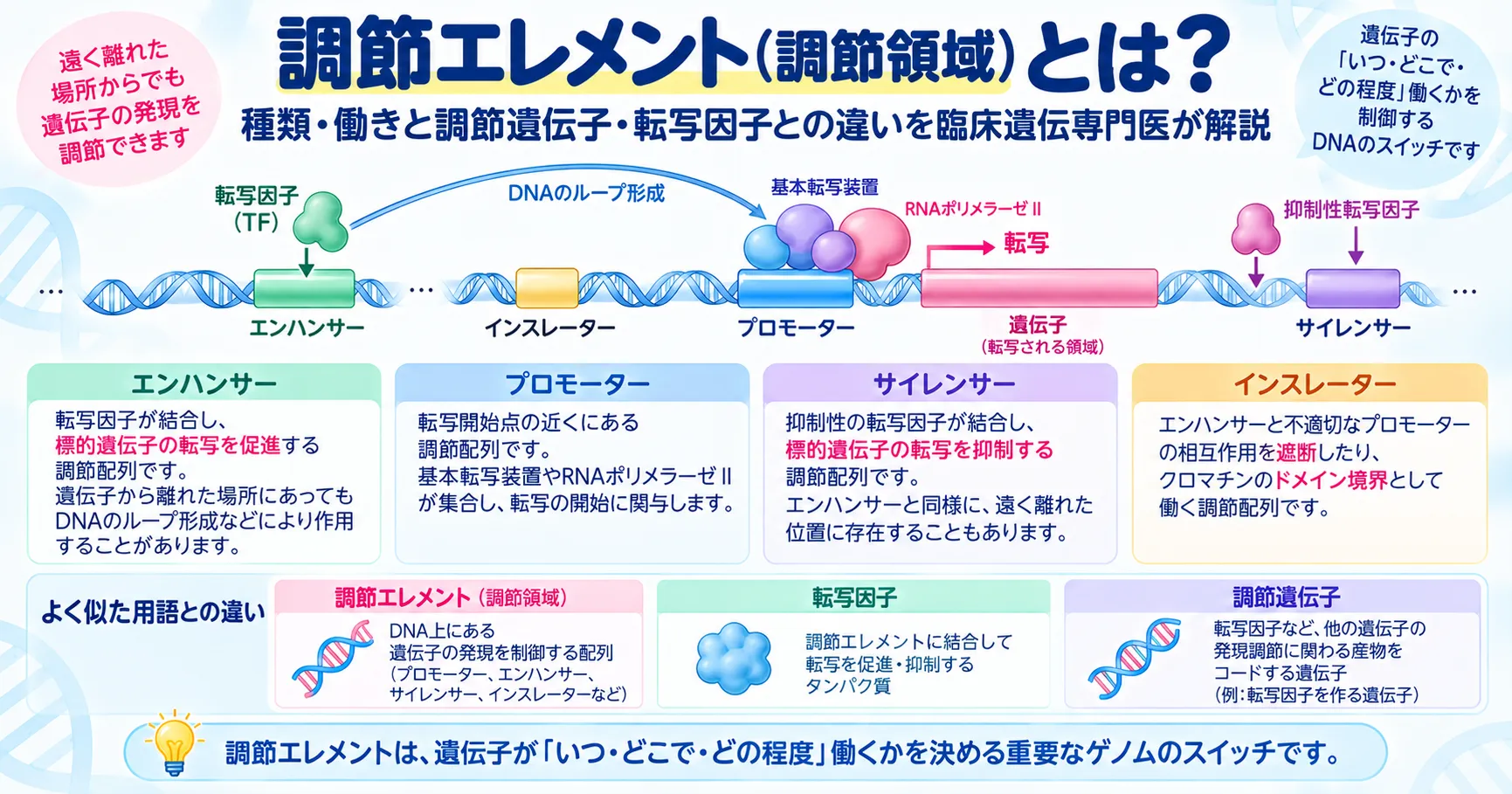 調節エレメントとは？種類・働きと調節遺伝子との違い｜ミネルバクリニック