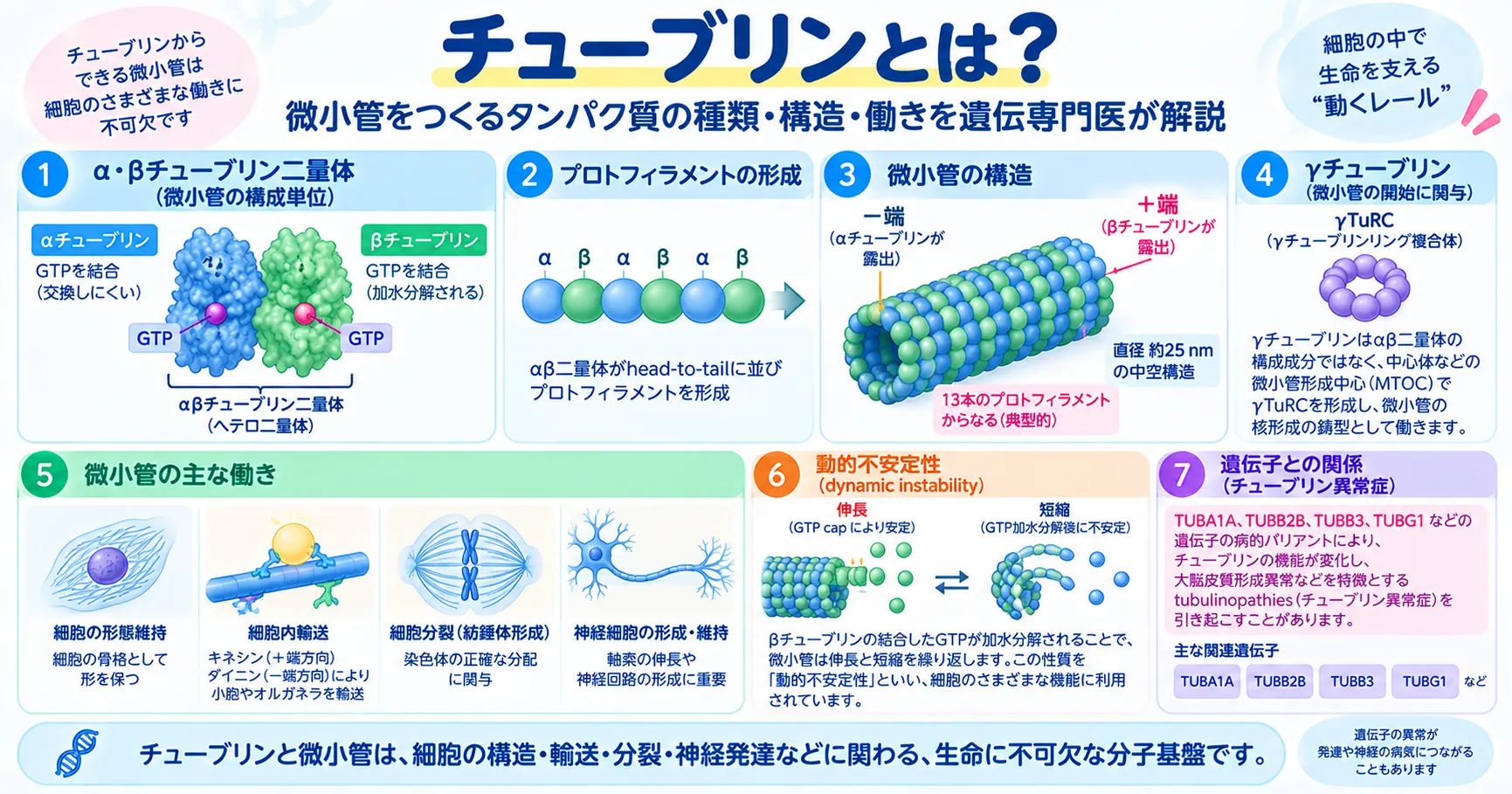 αチューブリンとβチューブリンがヘテロ二量体をつくり、重合して微小管を形成するチューブリンの構造と働きを示す図