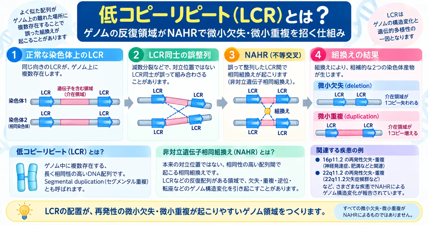 低コピーリピート(LCR)とNAHRによる微小欠失・微小重複 低コピーリピート(LCR)がNAHRを介して微小欠失・微小重複を生じる仕組みを示すインフォグラフィック