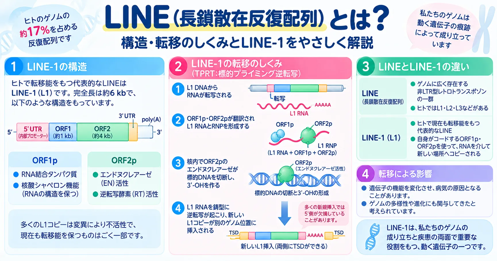 LINE-1（L1）の構造とRNAを介したレトロトランスポジションの仕組みを示すインフォグラフィック