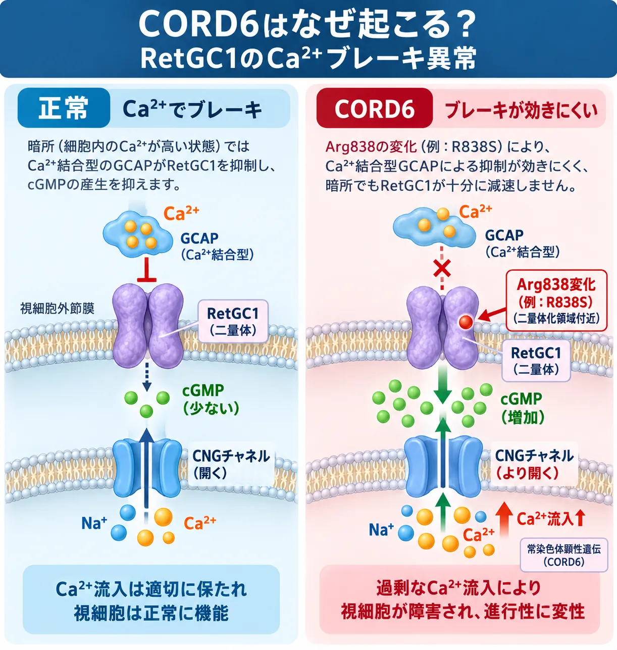 CORD6の発症機序を正常な視細胞と比較した図。GUCY2DのArg838変化によりRetGC1へのカルシウム依存性の抑制が効きにくくなり、cGMP増加、CNGチャネルを介したCa²⁺流入増加、視細胞変性につながる仕組み