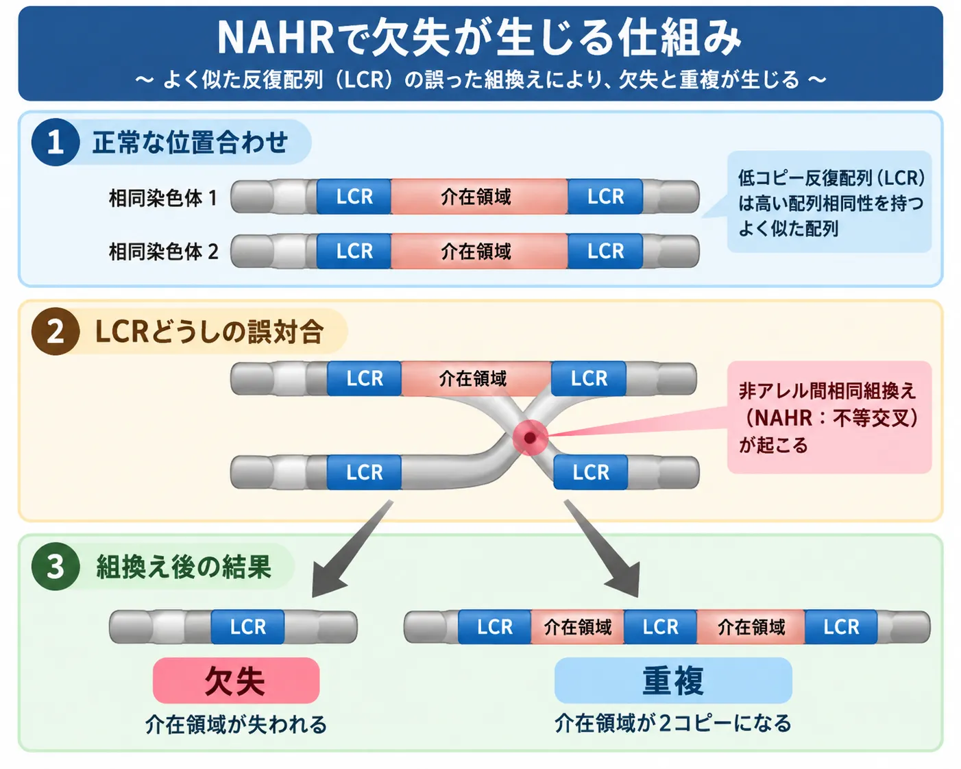低コピー反復配列（LCR）の誤対合による非アレル間相同組換え（NAHR）で、介在領域の欠失と重複が生じる仕組みを示した模式図