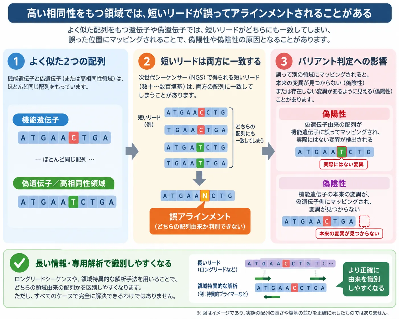 高い相同性をもつ遺伝子や偽遺伝子で短いNGSリードが誤ってマッピングされ、偽陽性や偽陰性の原因となる仕組みと、ロングリードや領域特異的解析で識別しやすくなることを示した模式図