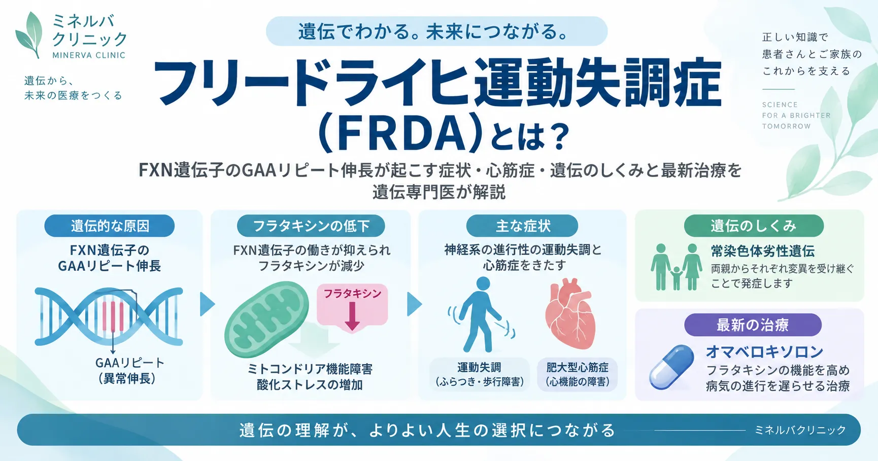 フリードライヒ運動失調症(FRDA)の原因・症状・遺伝のしくみ フリードライヒ運動失調症(FRDA)でFXN遺伝子のGAAリピート伸長によりフラタキシンが減少し、神経・心臓などに症状が生じる仕組みをまとめた図