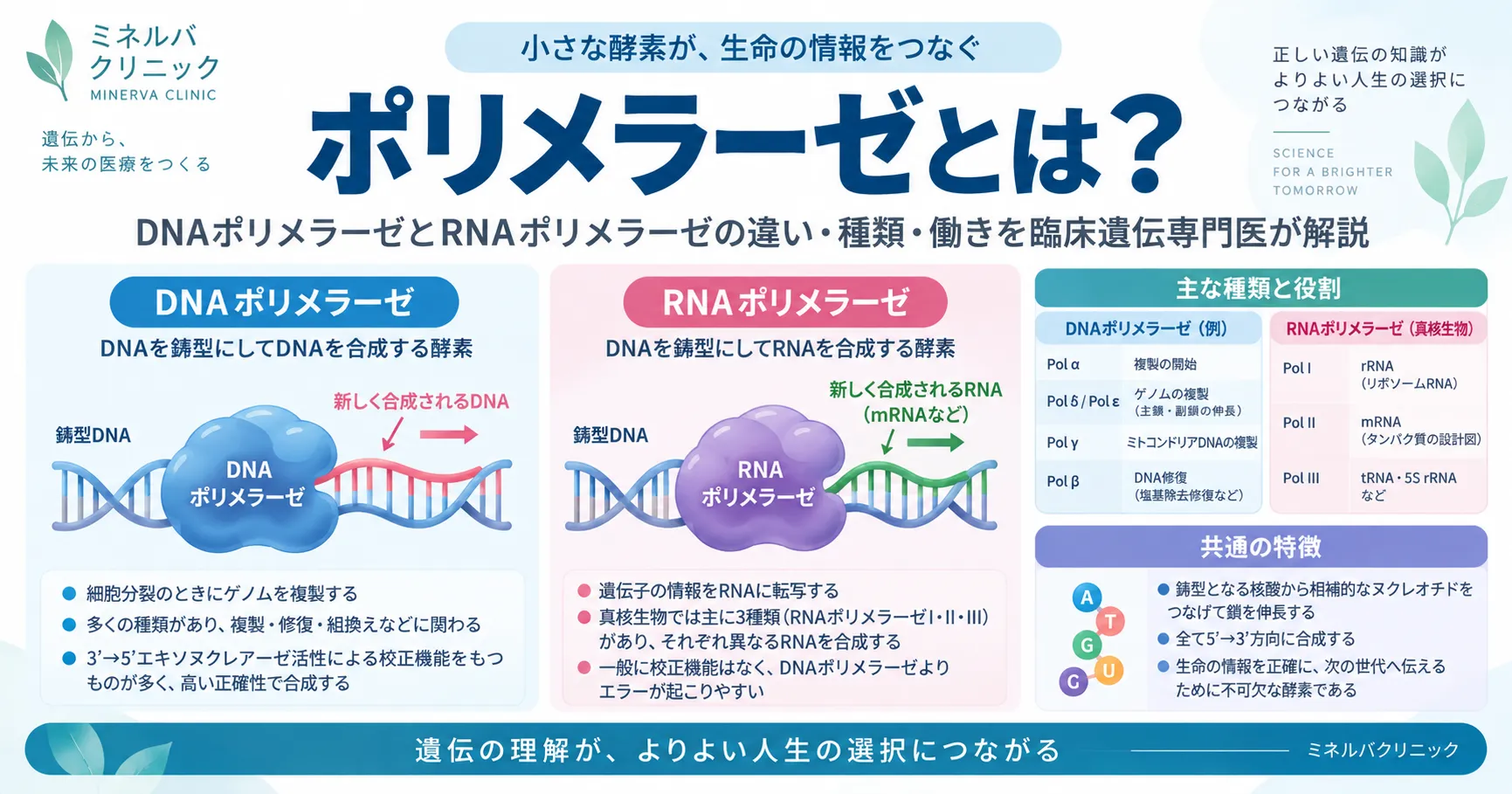 dna ポリメラーゼ と は