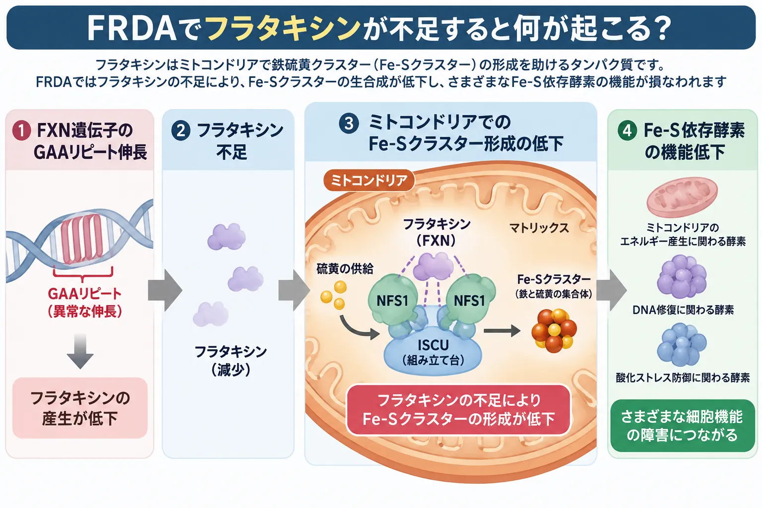 FRDAにおけるフラタキシン不足と鉄硫黄クラスター形成障害 フリードライヒ運動失調症でFXN遺伝子のGAAリピート伸長によりフラタキシンが不足し、ミトコンドリアのNFS1・ISCUを中心とする鉄硫黄クラスター形成が低下して細胞機能障害につながる仕組みを示した模式図