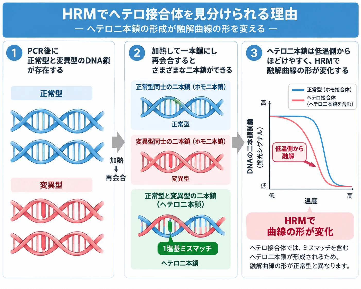 HRMでヘテロ接合体を見分ける仕組み HRMでヘテロ接合体を検出する仕組み。正常型と変異型のDNA鎖が再会合して1塩基ミスマッチを含むヘテロ二本鎖を形成し、低温側から融解することで融解曲線の形が変化する過程を示した模式図