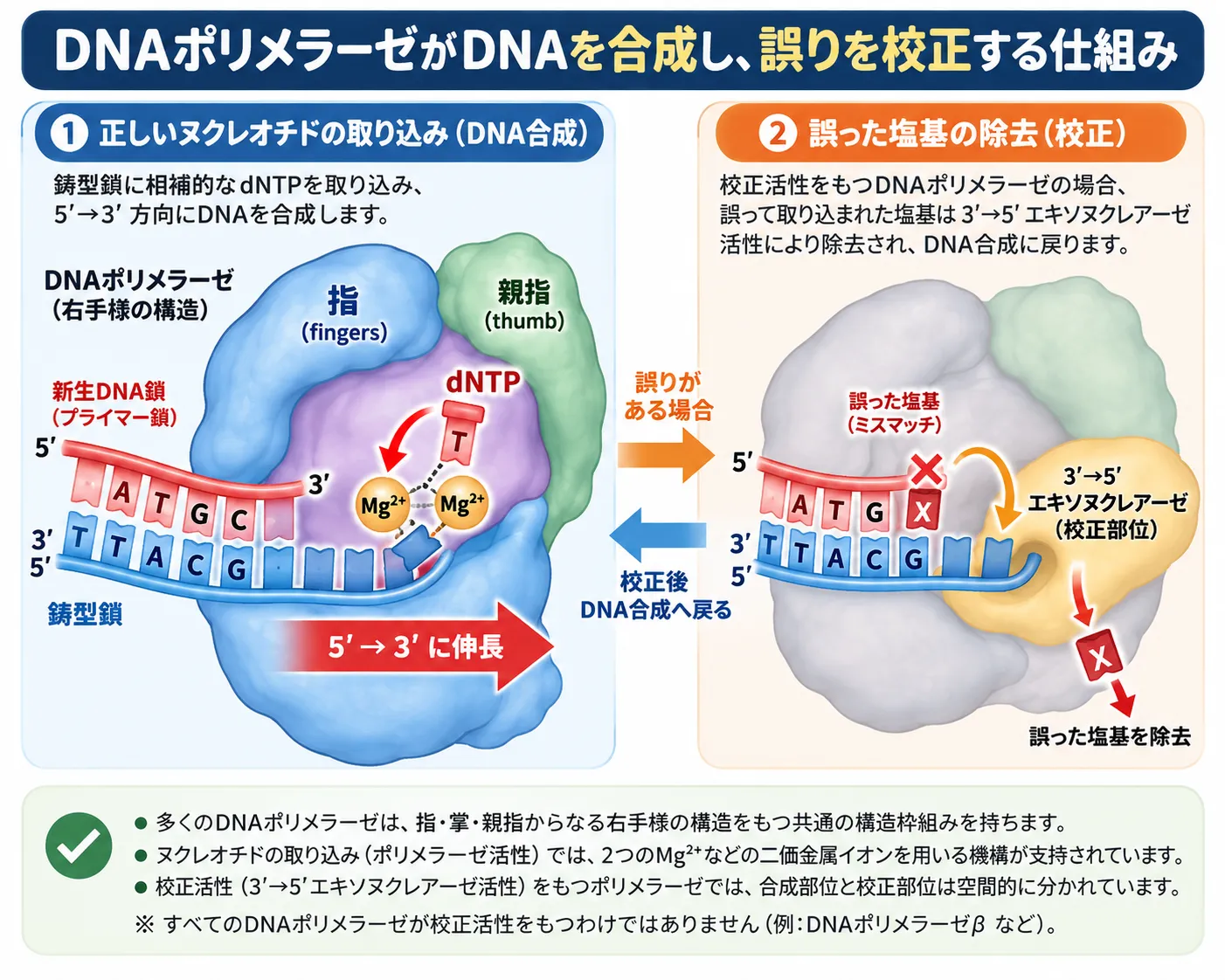 DNAポリメラーゼが鋳型DNAに相補的なdNTPを取り込み5′→3′方向へDNA鎖を伸長し、ミスマッチが生じた場合には校正活性をもつポリメラーゼの3′→5′エキソヌクレアーゼ部位で誤った塩基を除去してDNA合成へ戻る仕組みを示した模式図