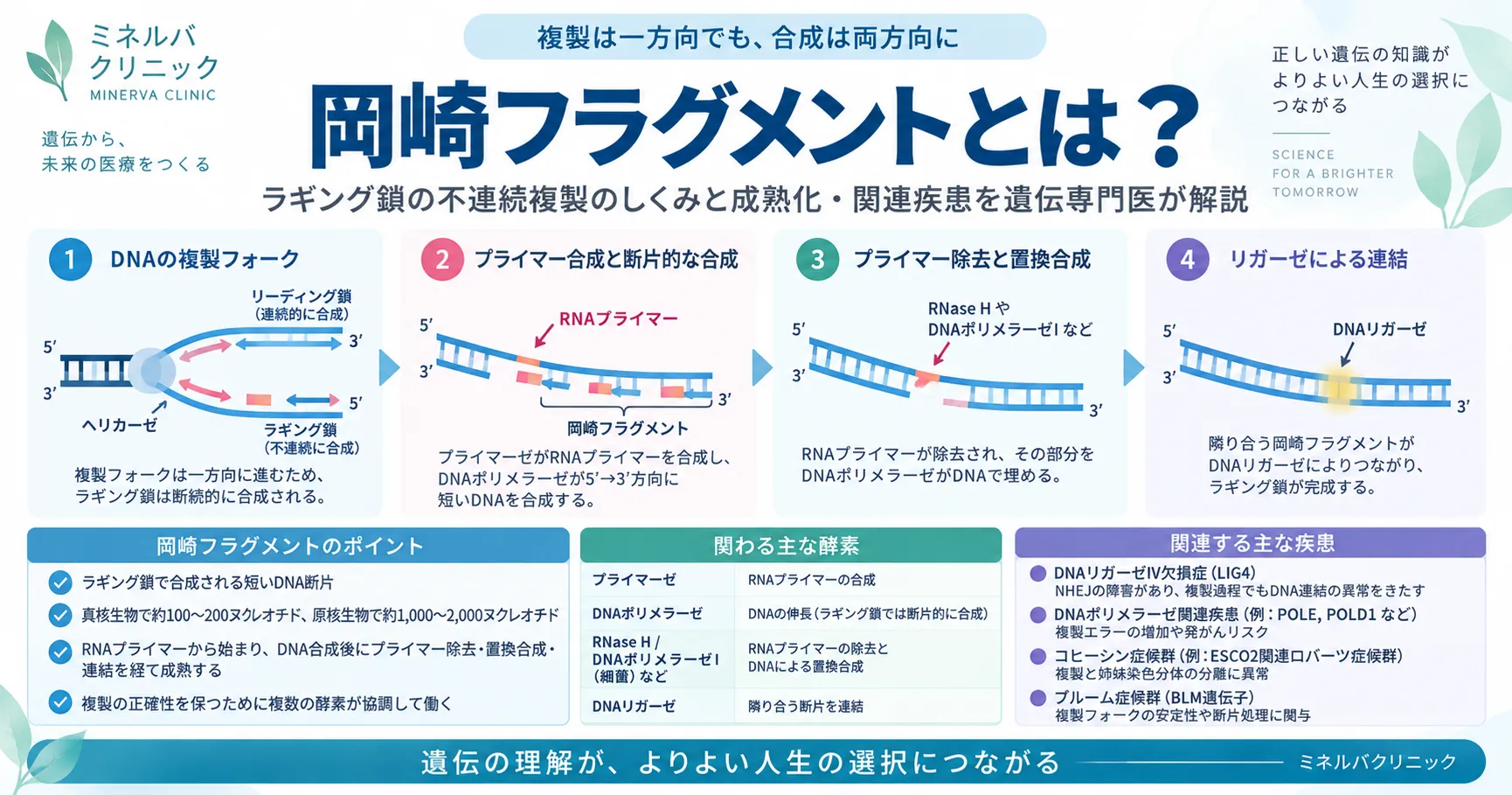 岡崎フラグメントとラギング鎖の不連続複製 岡崎フラグメントとラギング鎖の不連続複製を示すインフォグラフィック