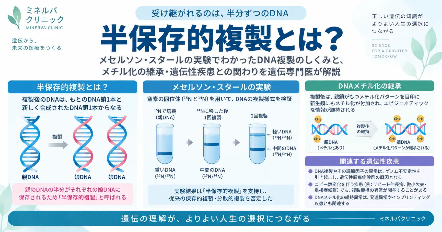 半保存的複製のしくみを示すインフォグラフィック(二重らせんがほどけ、親鎖1本と新鎖1本からなるDNAが2つできる)