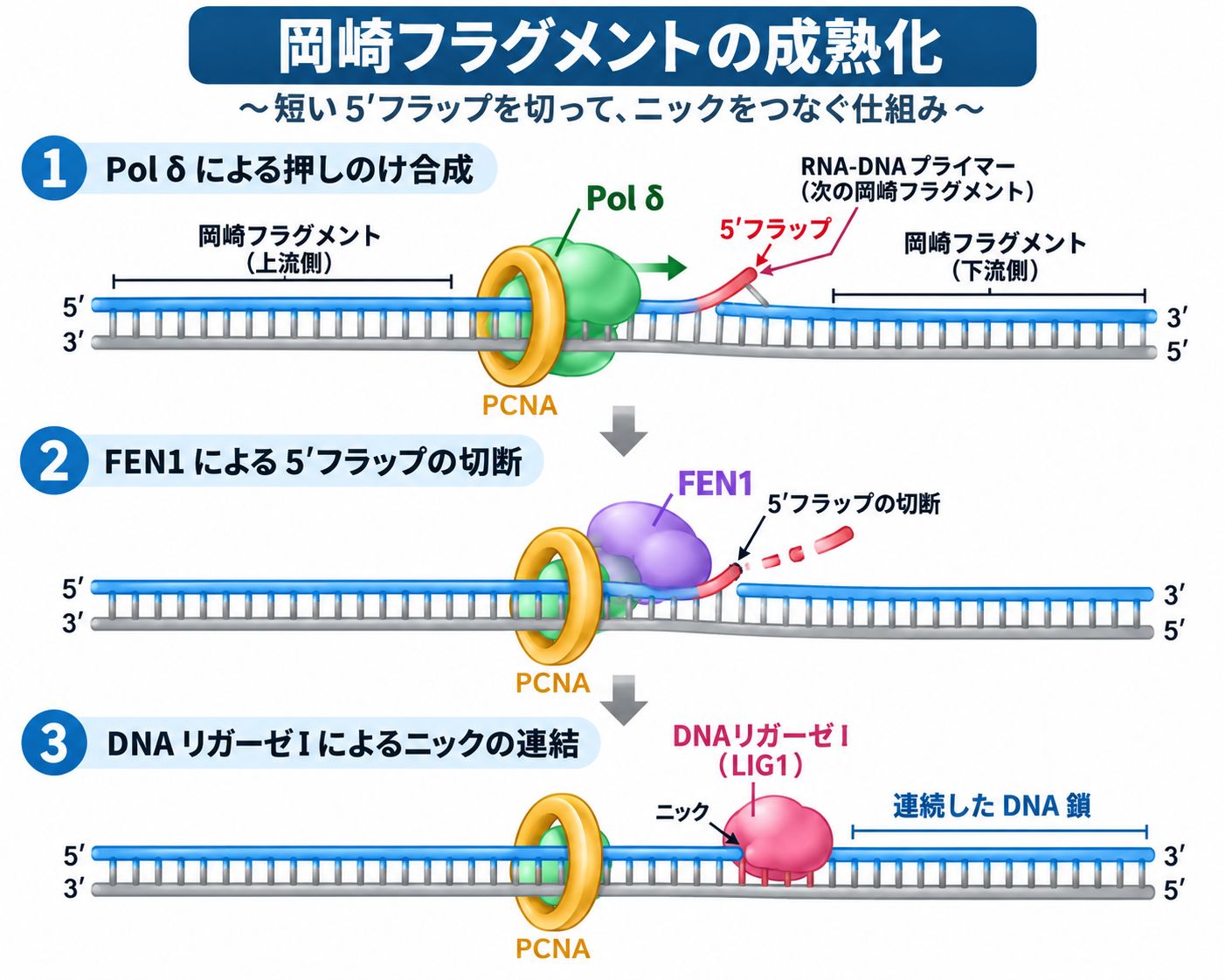 岡崎フラグメントの成熟化|Pol δ・FEN1・DNAリガーゼIによる連結 岡崎フラグメント成熟化で、DNAポリメラーゼδが5′フラップを形成し、FEN1が切断した後、DNAリガーゼIがニックを連結して連続したDNA鎖にする仕組みを示した模式図