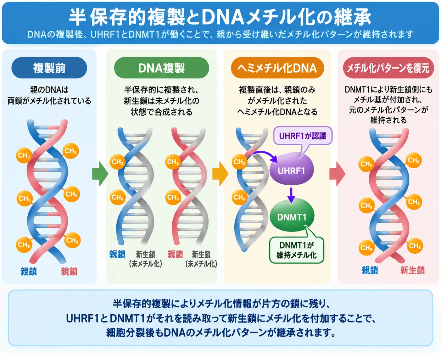 半保存的複製とUHRF1・DNMT1によるDNAメチル化の継承 半保存的DNA複製によって親鎖のみがメチル化されたヘミメチル化DNAが生じ、UHRF1がこれを認識してDNMT1による新生鎖の維持メチル化を促し、DNAメチル化パターンが復元される仕組みを示した模式図