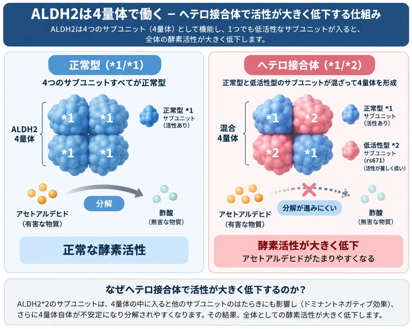 ALDH2が4量体として働き、正常型*1/*1ではアセトアルデヒドを酢酸へ分解できる一方、ヘテロ接合体*1/*2では低活性型*2サブユニットが混ざることで酵素活性が大きく低下し、アセトアルデヒドが蓄積しやすくなる仕組みを示した模式図