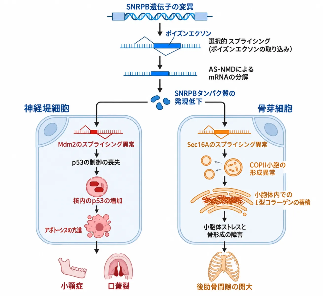 SNRPB遺伝子の変異からCCMSの症状に至る分子病態の二経路を示した図。ポイズンエクソンの過剰な取り込みとAS-NMDによるmRNA分解でSNRPBタンパク質が発現低下し、神経堤細胞ではMdm2のスプライシング異常によるp53蓄積とアポトーシス亢進から小顎症・口蓋裂が、骨芽細胞ではSec16Aのスプライシング異常によるCOPII小胞形成障害と小胞体内へのI型コラーゲン蓄積・小胞体ストレスから後肋骨間隙の開大が生じる。
