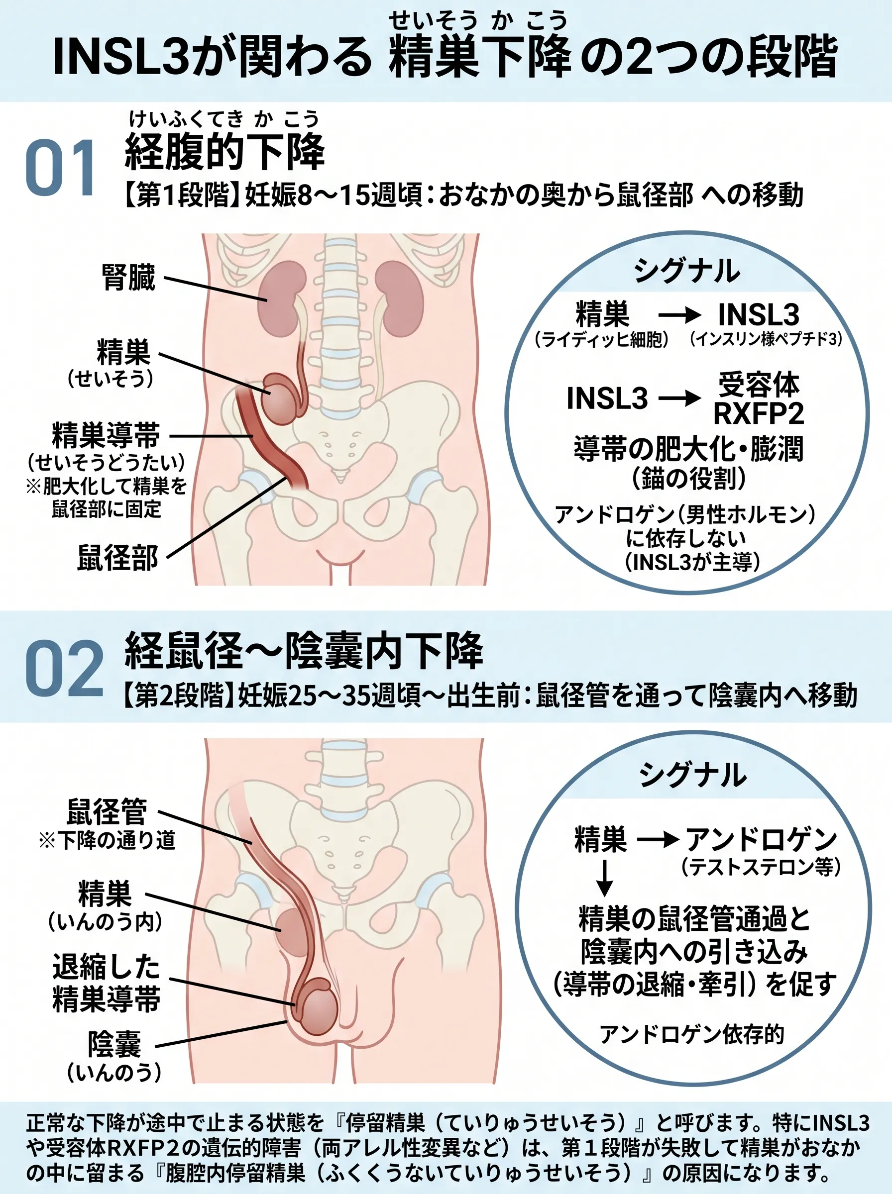 INSL3が関与する精巣下降の2段階を示す模式図。妊娠8～15週頃の経腹的下降ではINSL3-RXFP2シグナルにより精巣導帯が肥大して精巣を鼠径部に固定し、妊娠25～35週頃から出生前の経鼠径～陰嚢内下降ではアンドロゲン依存的に精巣が鼠径管を通って陰嚢内へ移動する