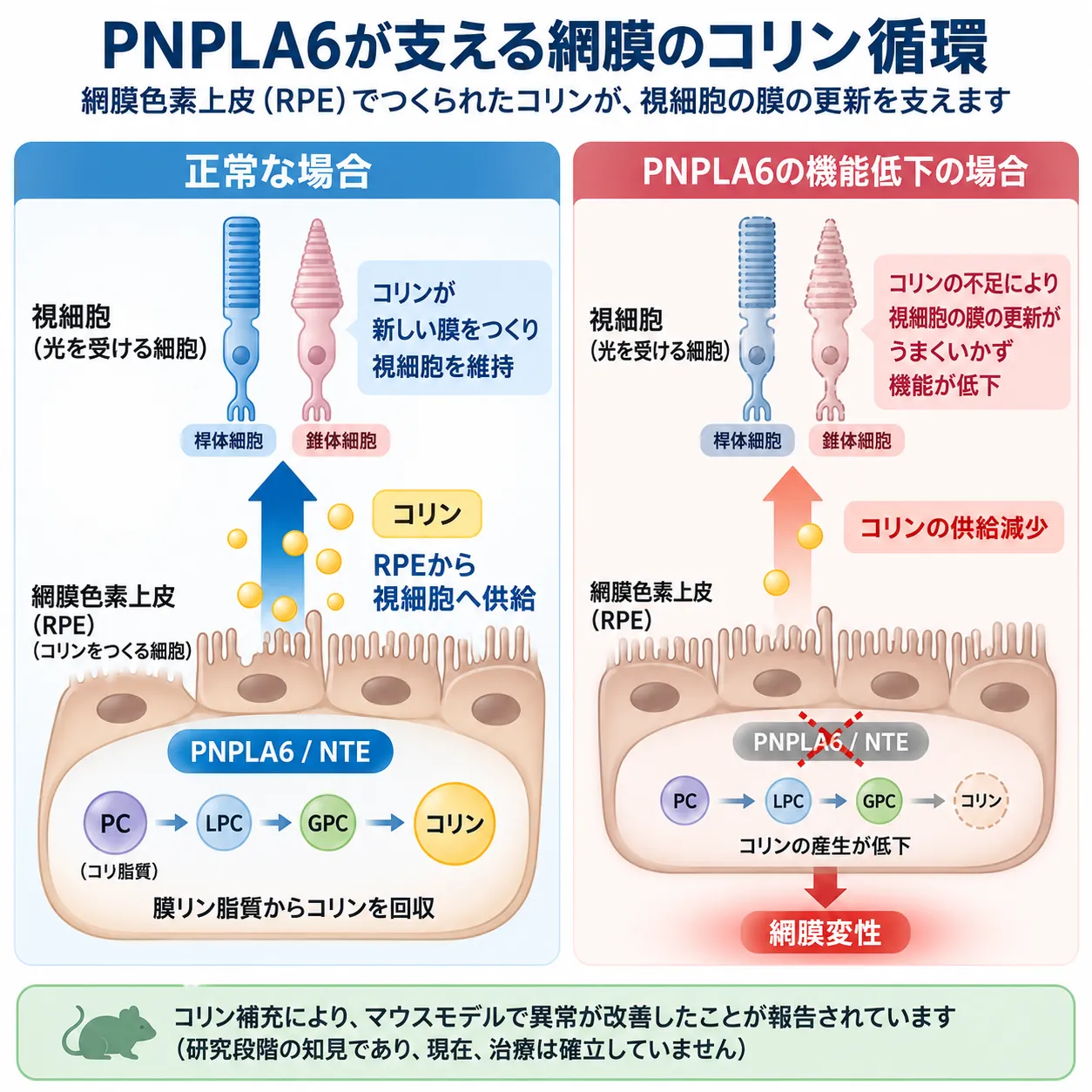 正常では網膜色素上皮(RPE)のPNPLA6/NTEが膜リン脂質をPCからLPC、GPCへ分解してコリンを回収し視細胞へ供給する一方、PNPLA6機能低下ではコリン供給が減少して視細胞の膜更新が障害され網膜変性につながる仕組みを比較した模式図