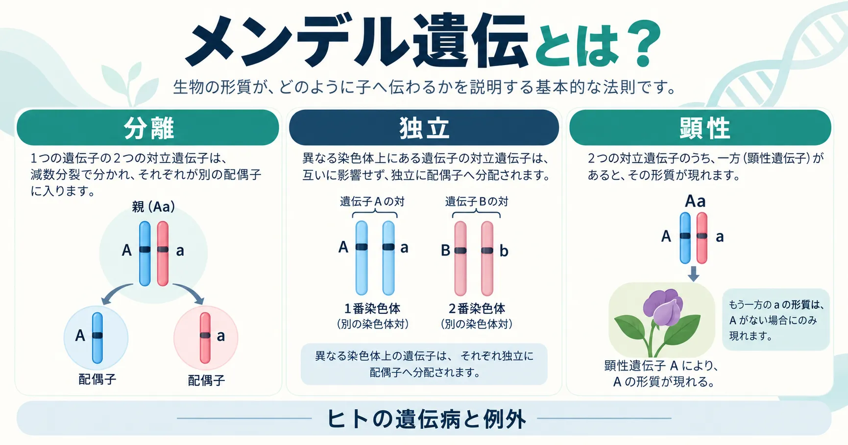 メンデル遺伝とメンデルの法則(分離の法則・独立の法則・顕性の法則)の図解