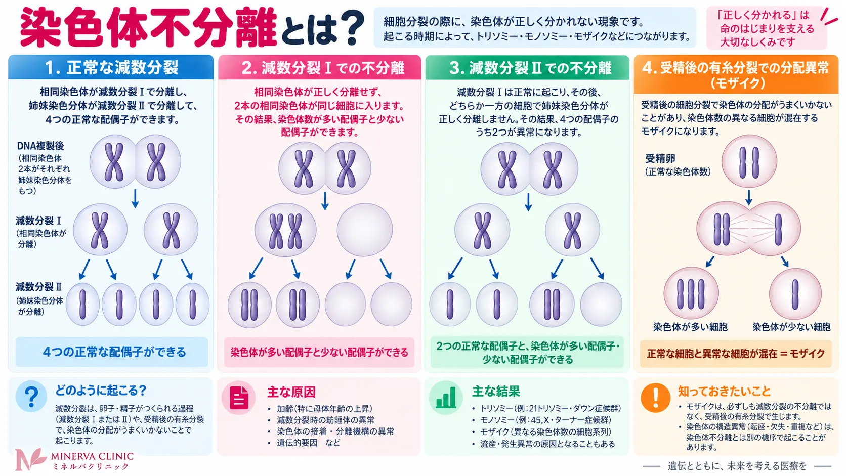 染色体不分離が減数分裂や体細胞分裂で起こり、トリソミー・モノソミーなどの異数性につながる仕組みを示すインフォグラフィック