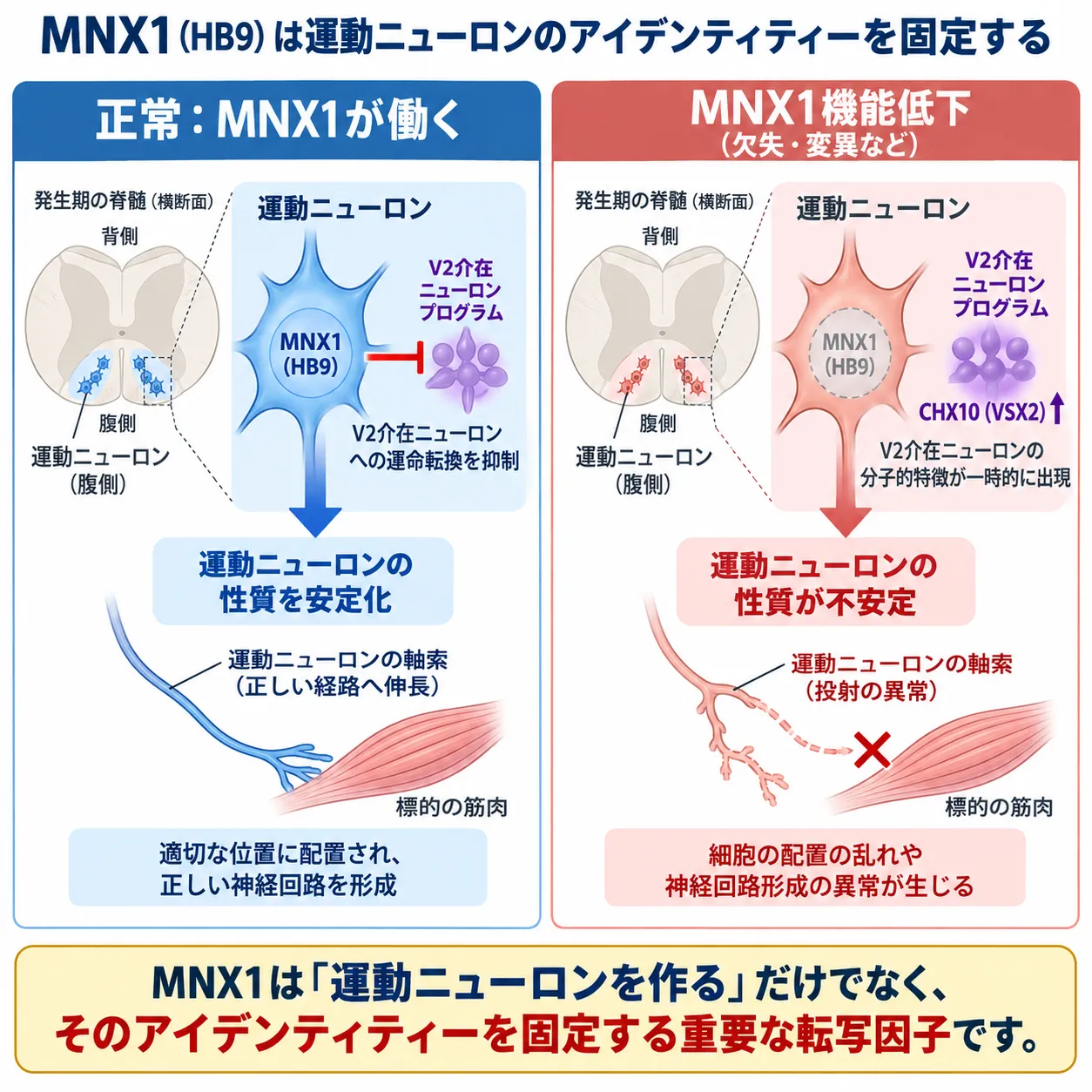 MNX1(HB9)が運動ニューロンのアイデンティティーを安定化し、V2介在ニューロンプログラムを抑制する正常状態と、MNX1機能低下によりCHX10(VSX2)などV2介在ニューロンの特徴が一時的に現れ、細胞配置や軸索投射に異常が生じる状態を比較した模式図