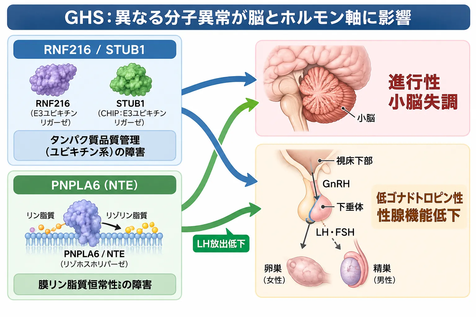 ゴードン・ホームズ症候群でRNF216・STUB1によるユビキチン系のタンパク質品質管理障害と、PNPLA6による膜リン脂質恒常性障害が、小脳失調と低ゴナドトロピン性性腺機能低下につながる仕組みを示す模式図